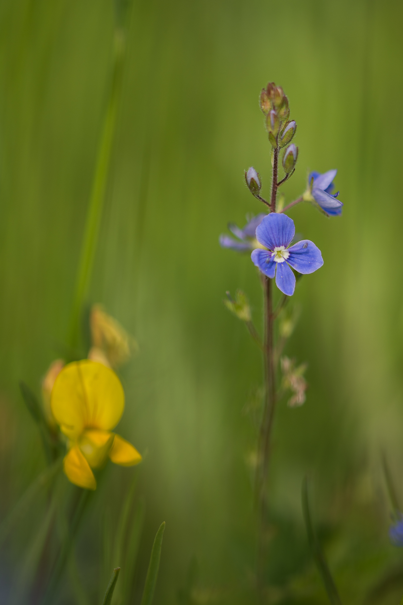 Piccoli fiori sbocciano