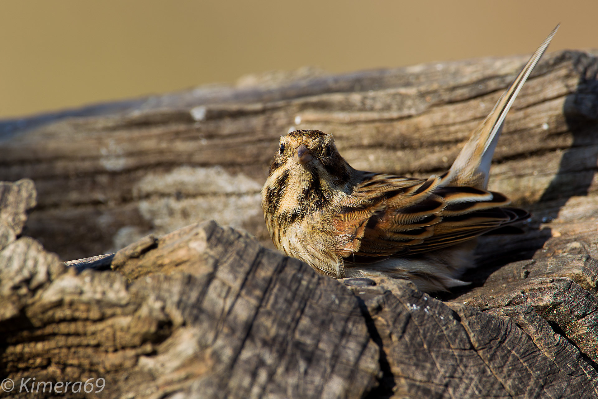 Emberiza schoeniclus