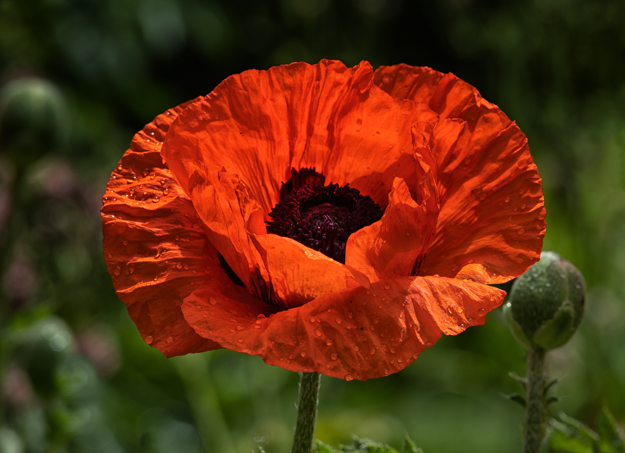 Giant Red Poppy