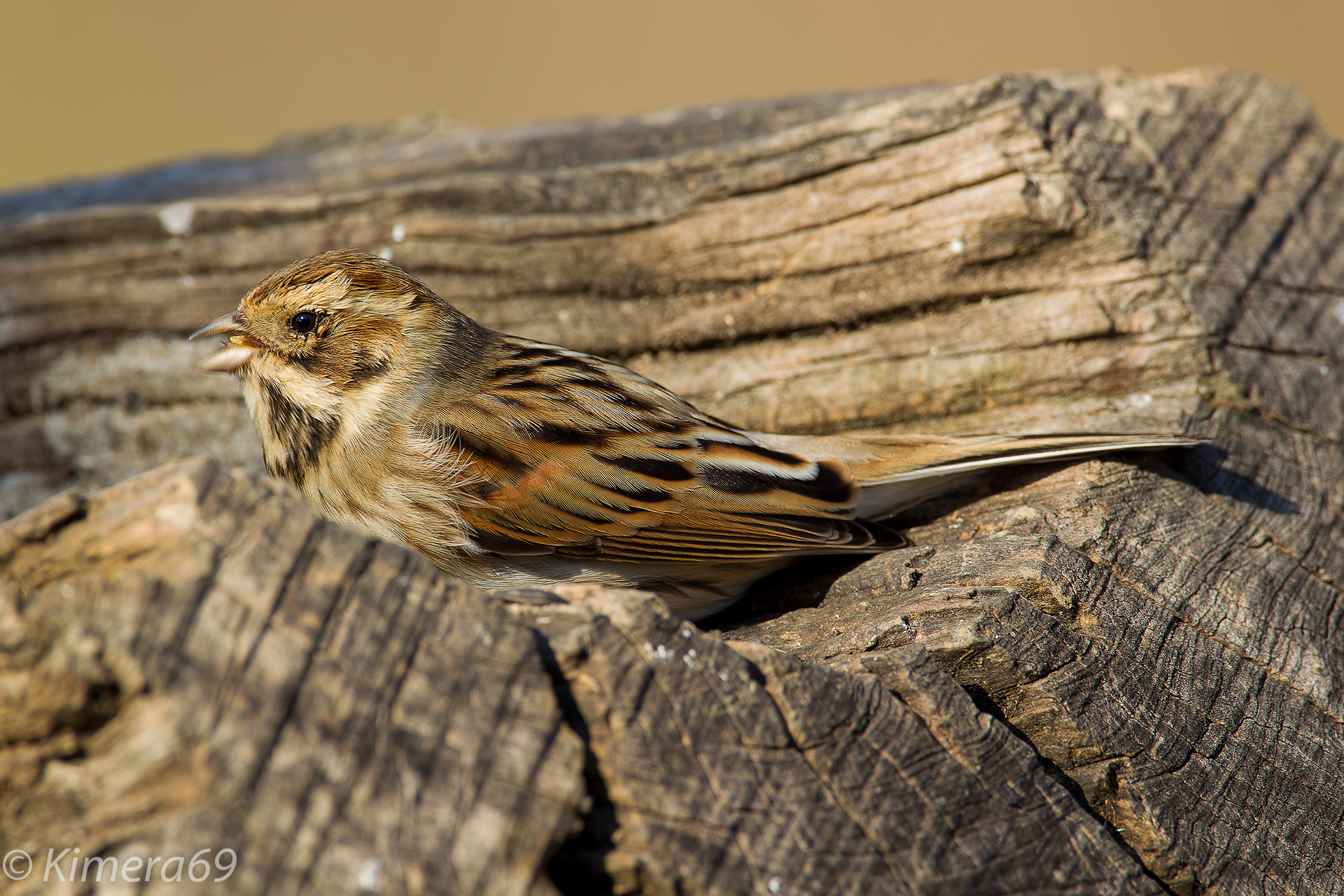 Emberiza schoeniclus