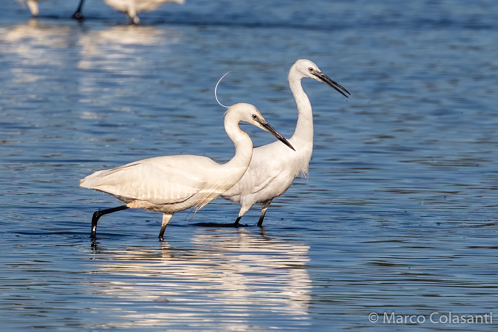 Garzette in the bathroom
