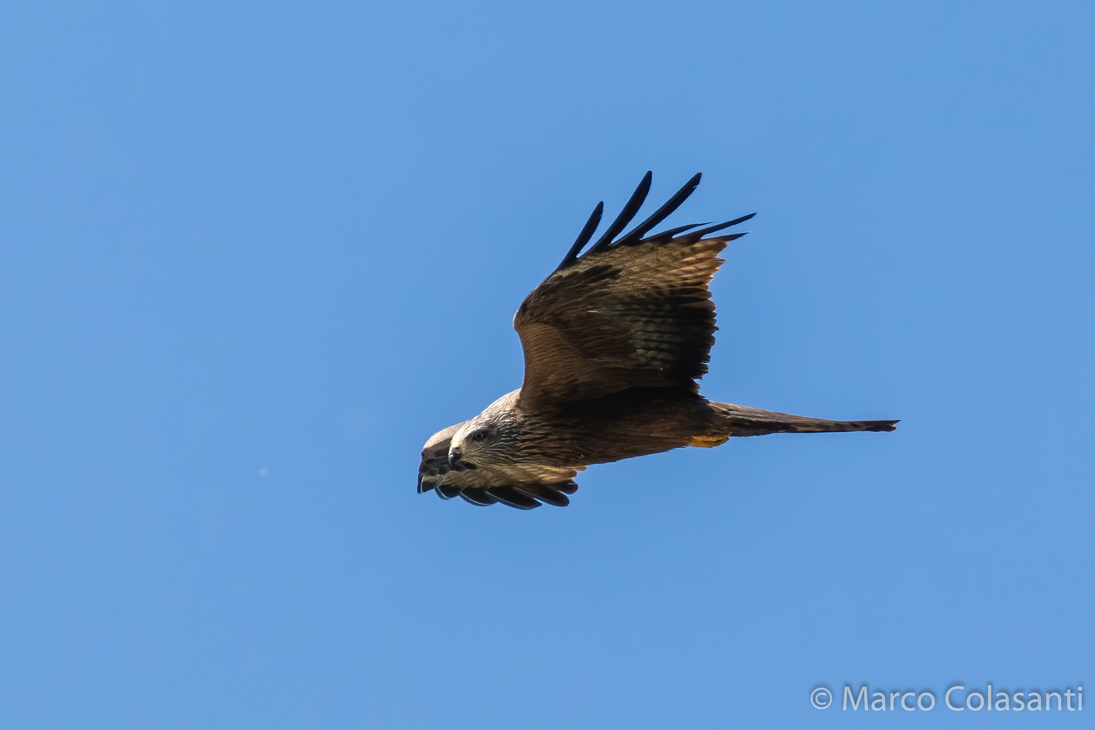 Brown kite