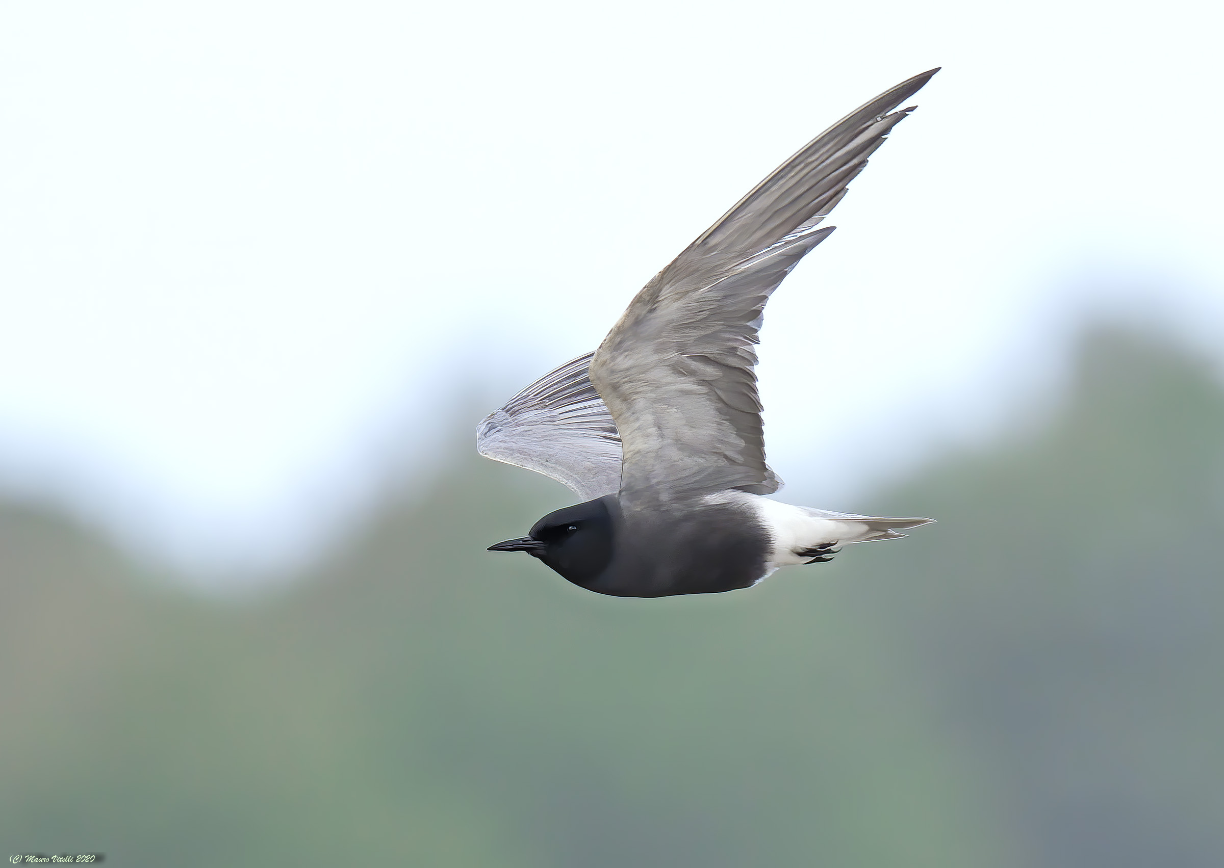 Common Mignattino (Chlidonias niger)