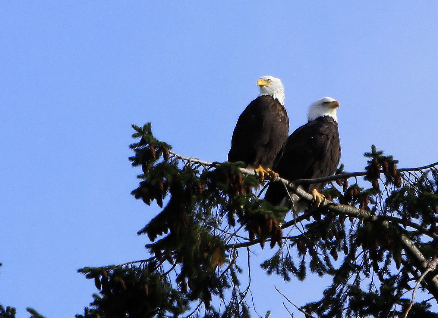 Raddoppia il piacere