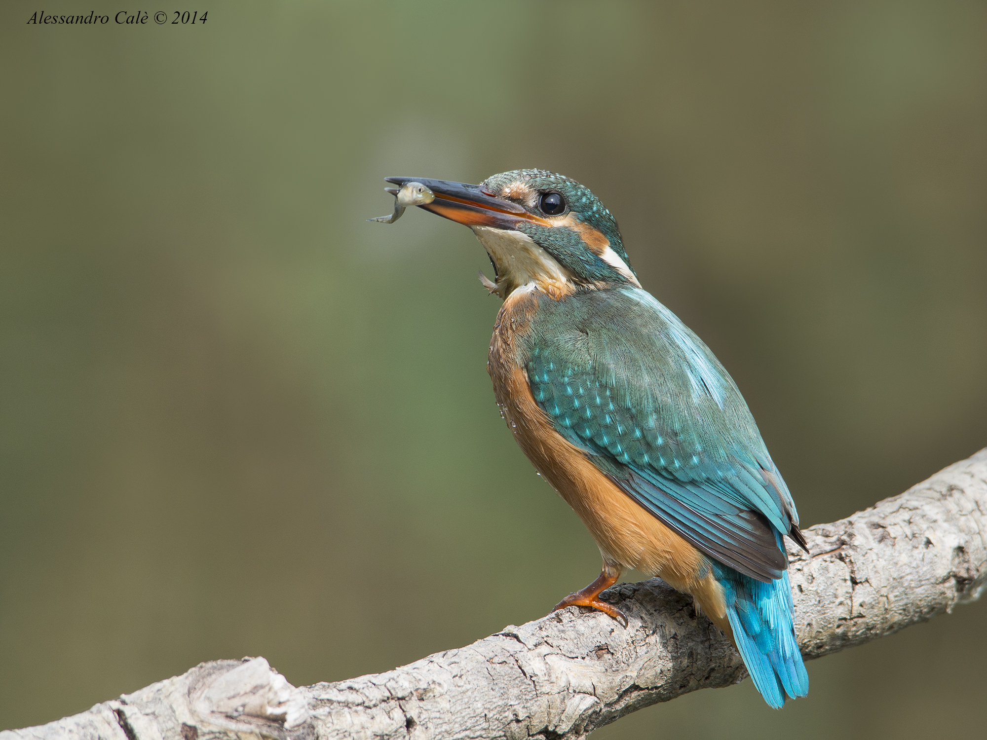 Alcedo atthis (Martin Fisherman) 0703