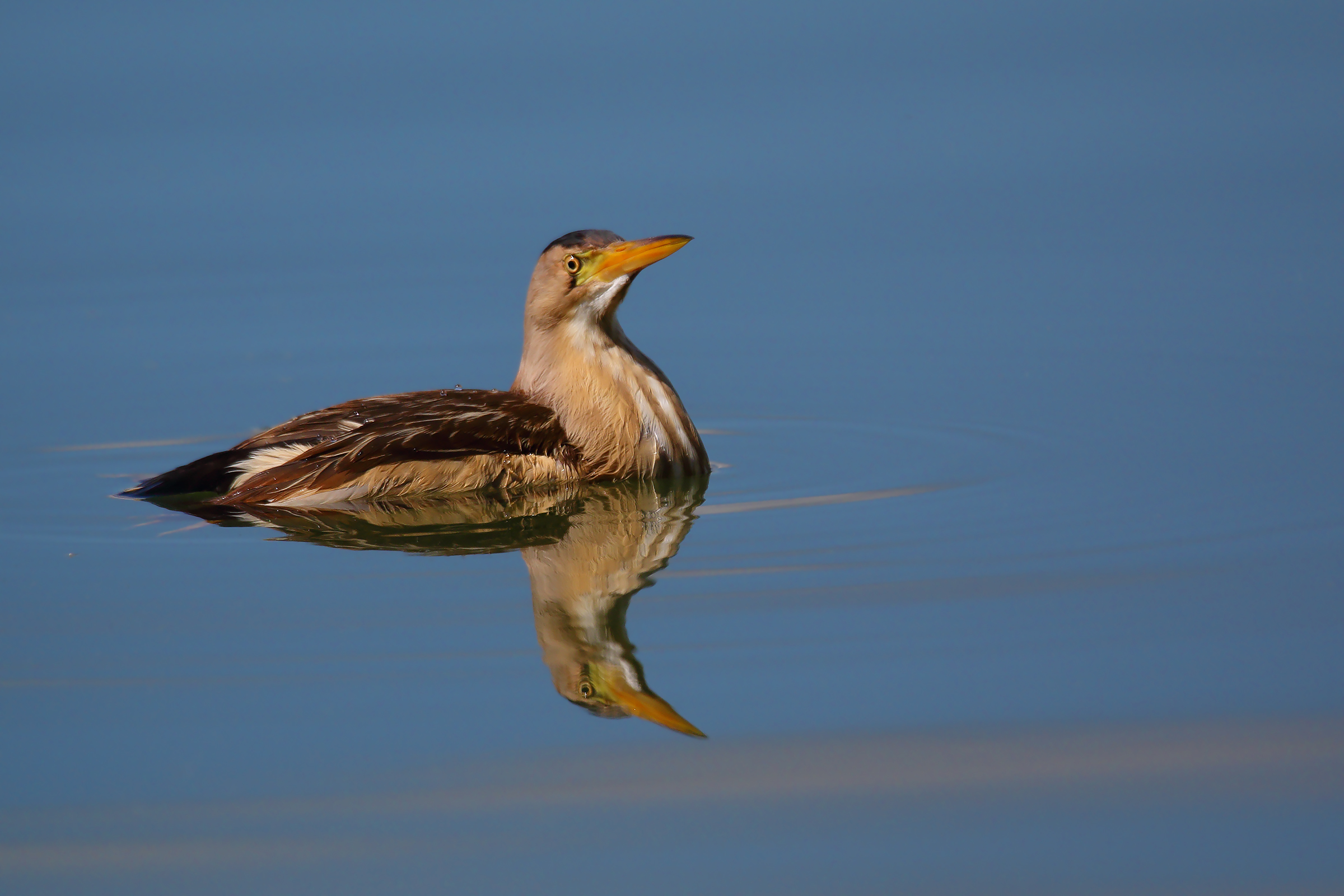 "anatra"tarabusina
