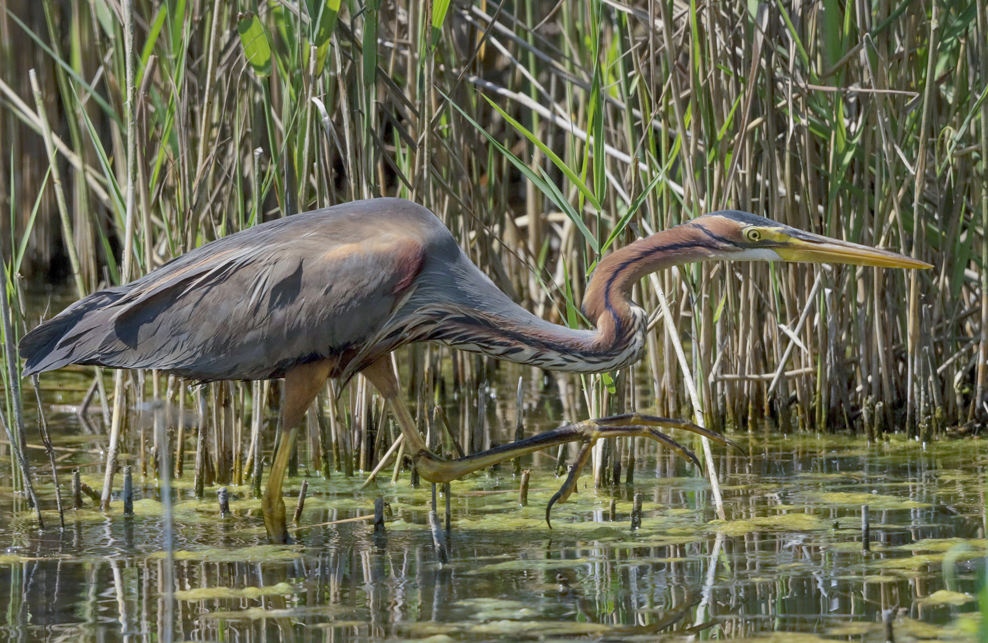 airone rosso in alimentazione