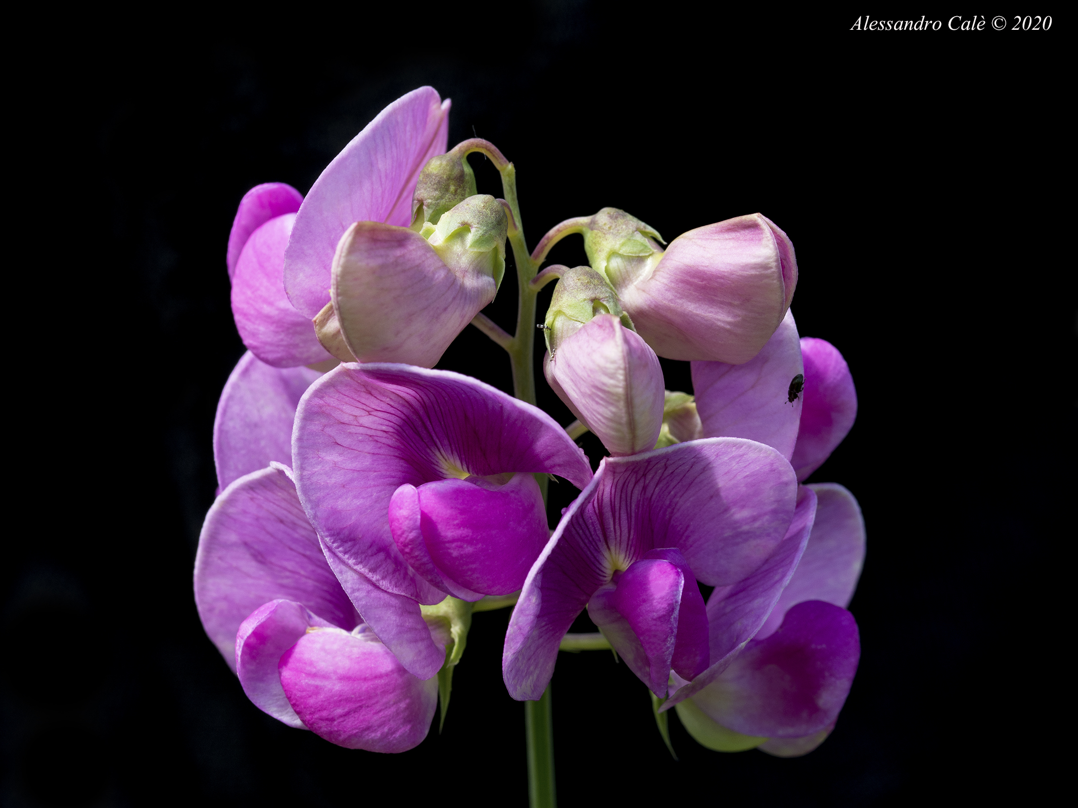 Lathyrys (Cicerchia o pisello odoroso) 7948