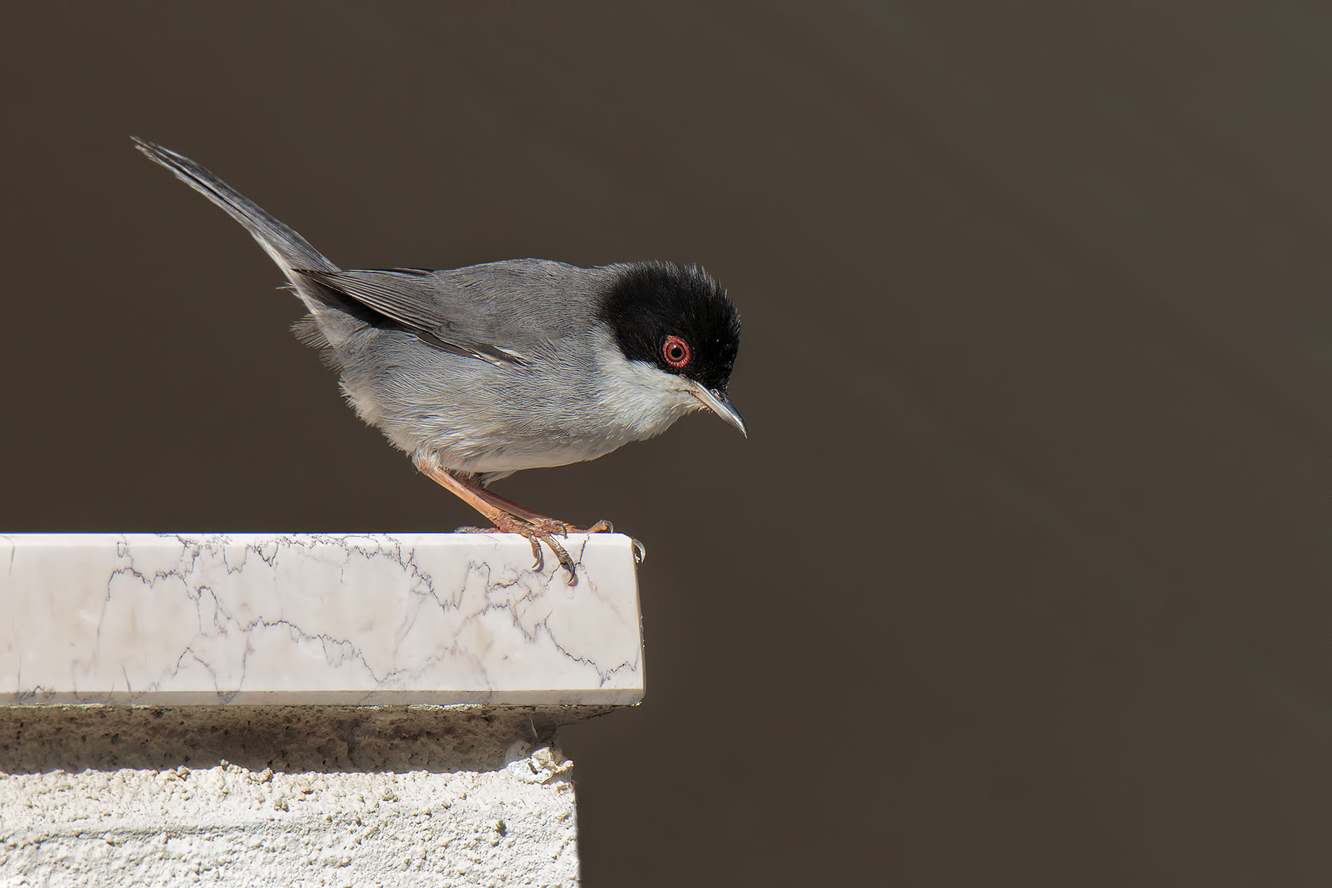 Occhiocotto casalingo