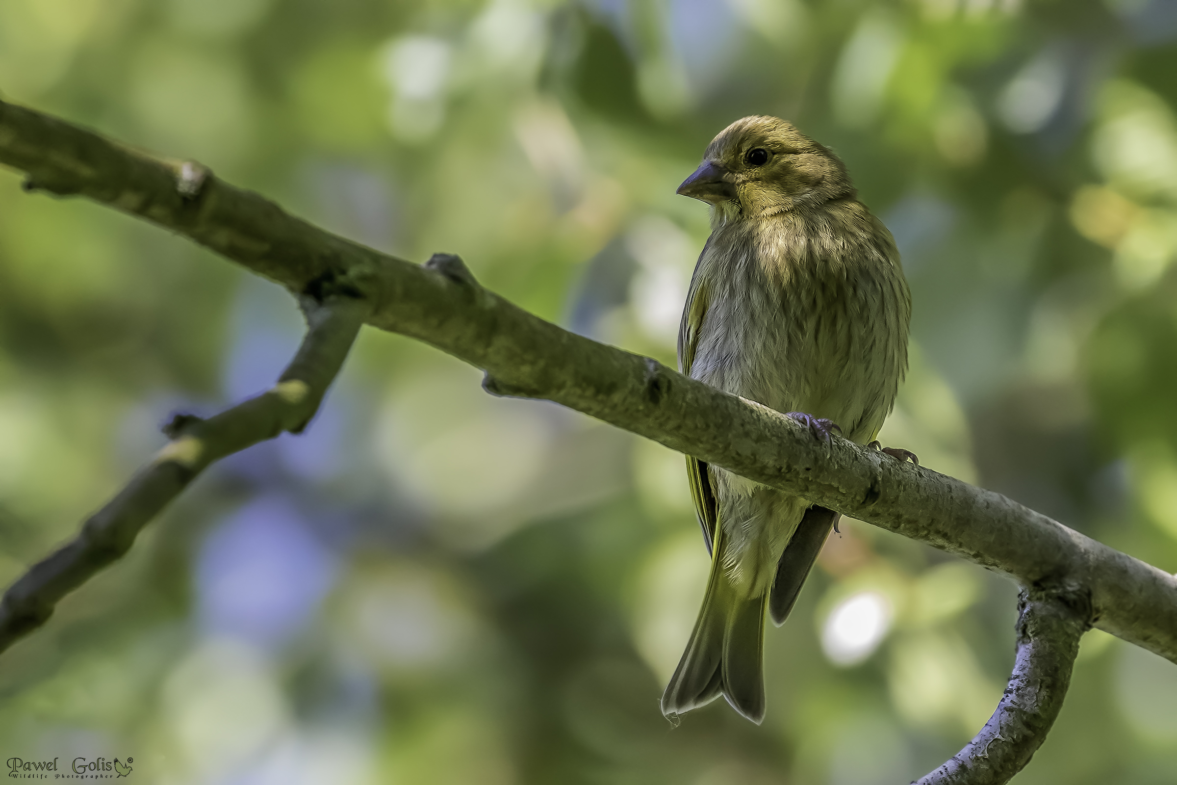 Il greenfinch europeo (Chloris chloris)