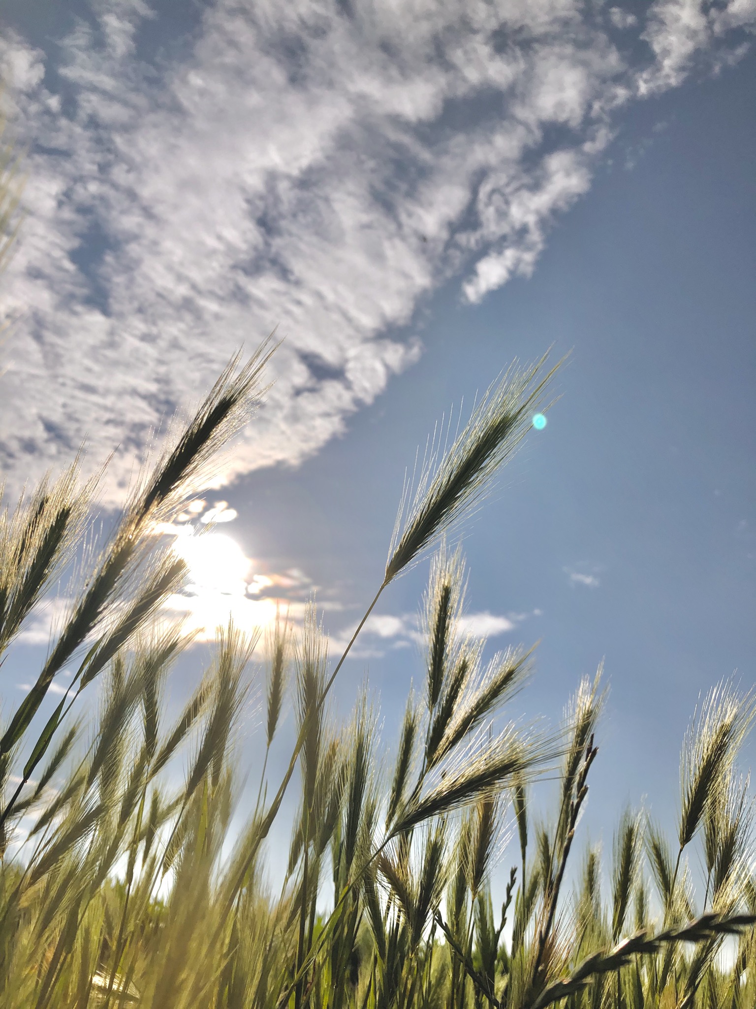 Spring Fields