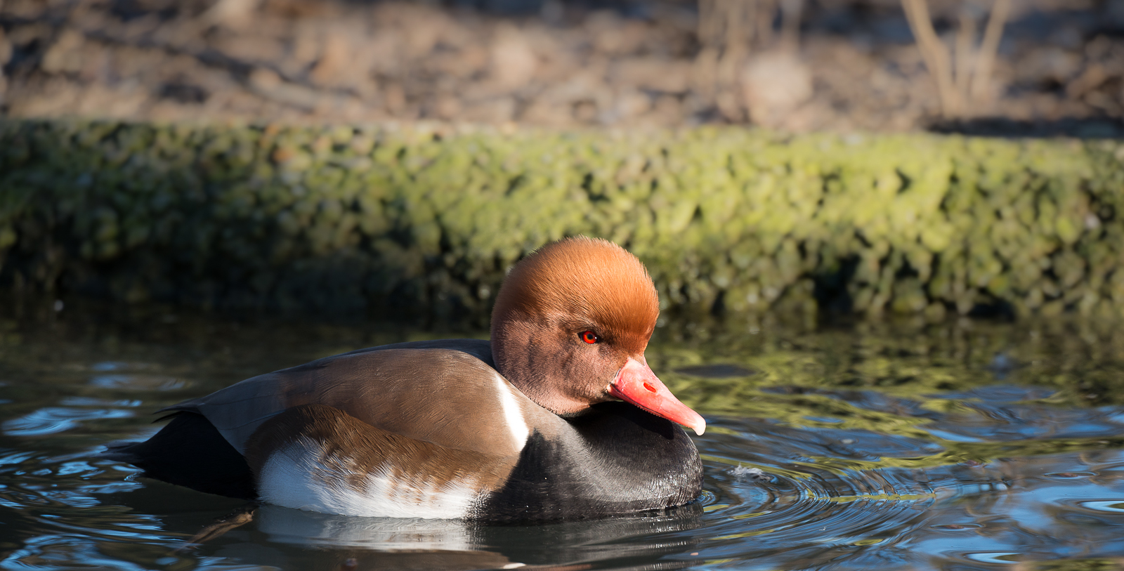 Fistione Turco nervosetto