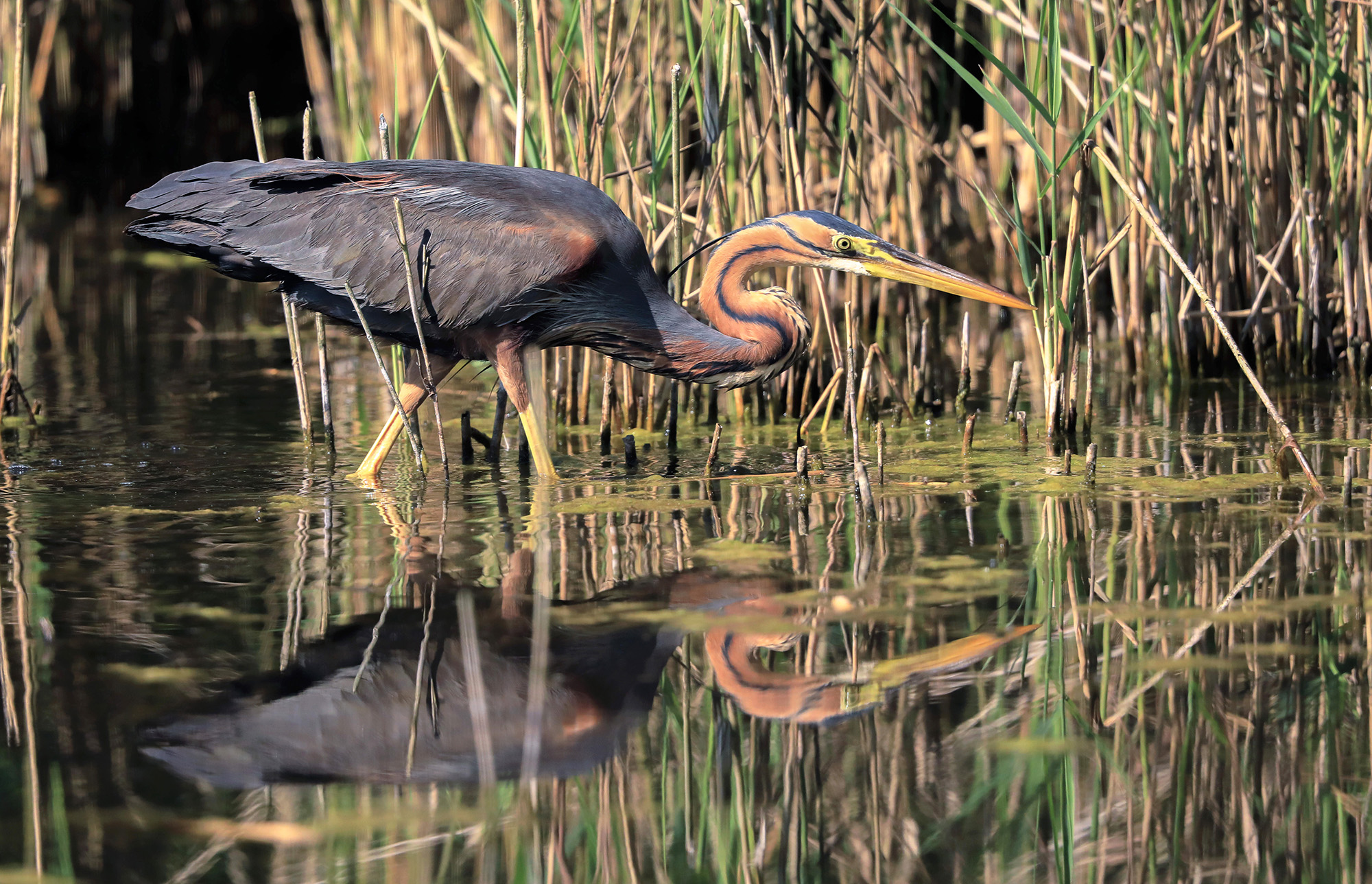 super concentrato, airone rosso
