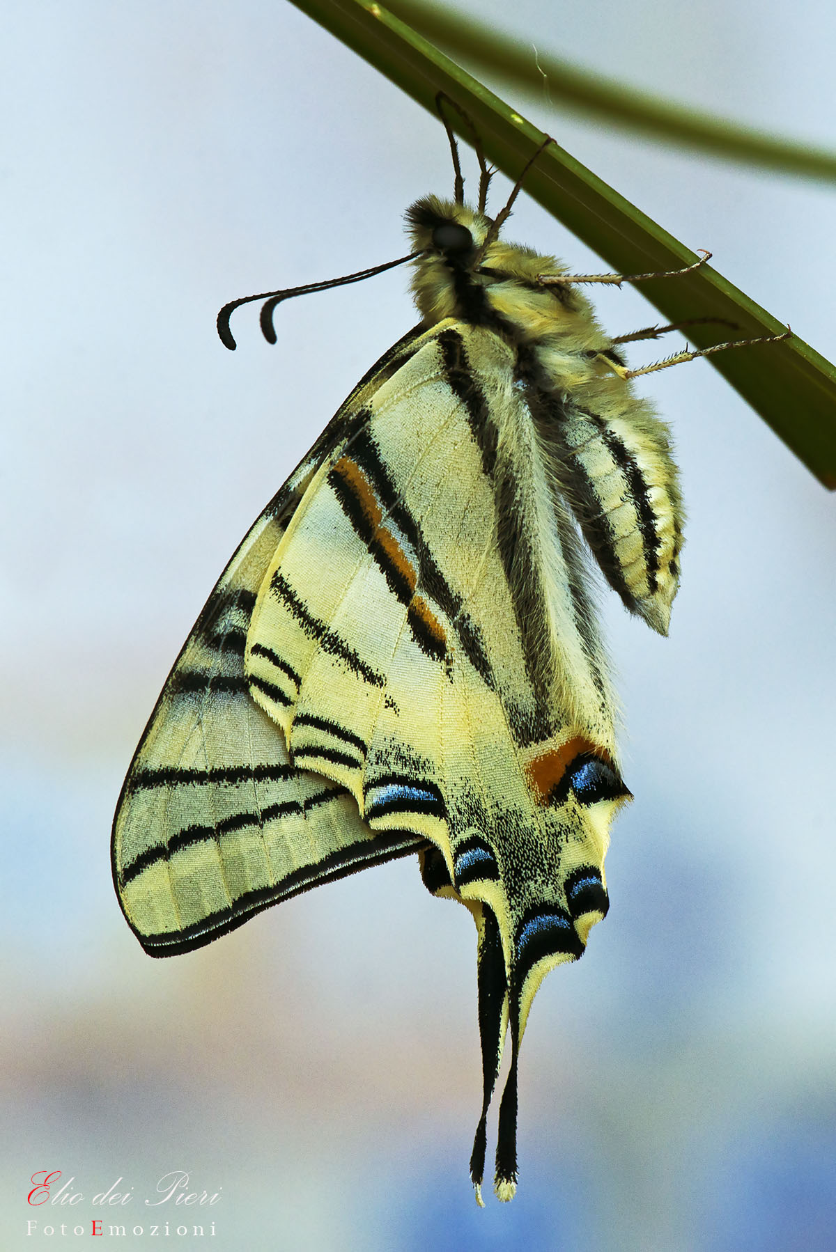 Iiciclided podalirio