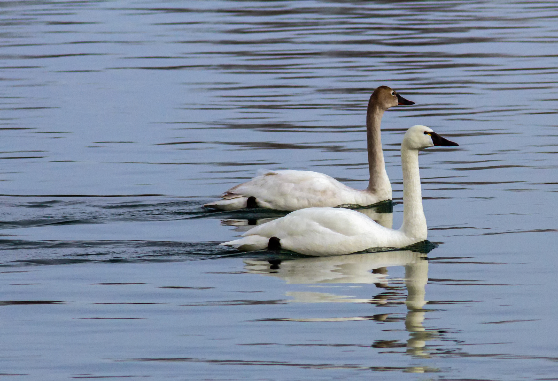 Male and Female Tundra Swans.