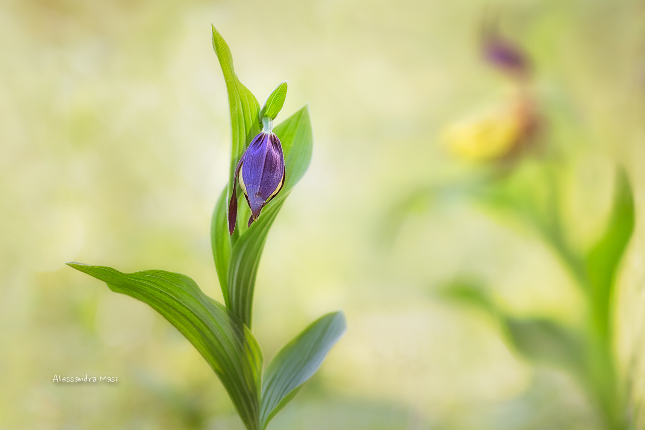 Cypripedium lime