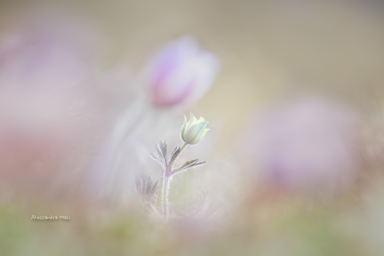 Subsp alpine pulsatilla. apiifolia