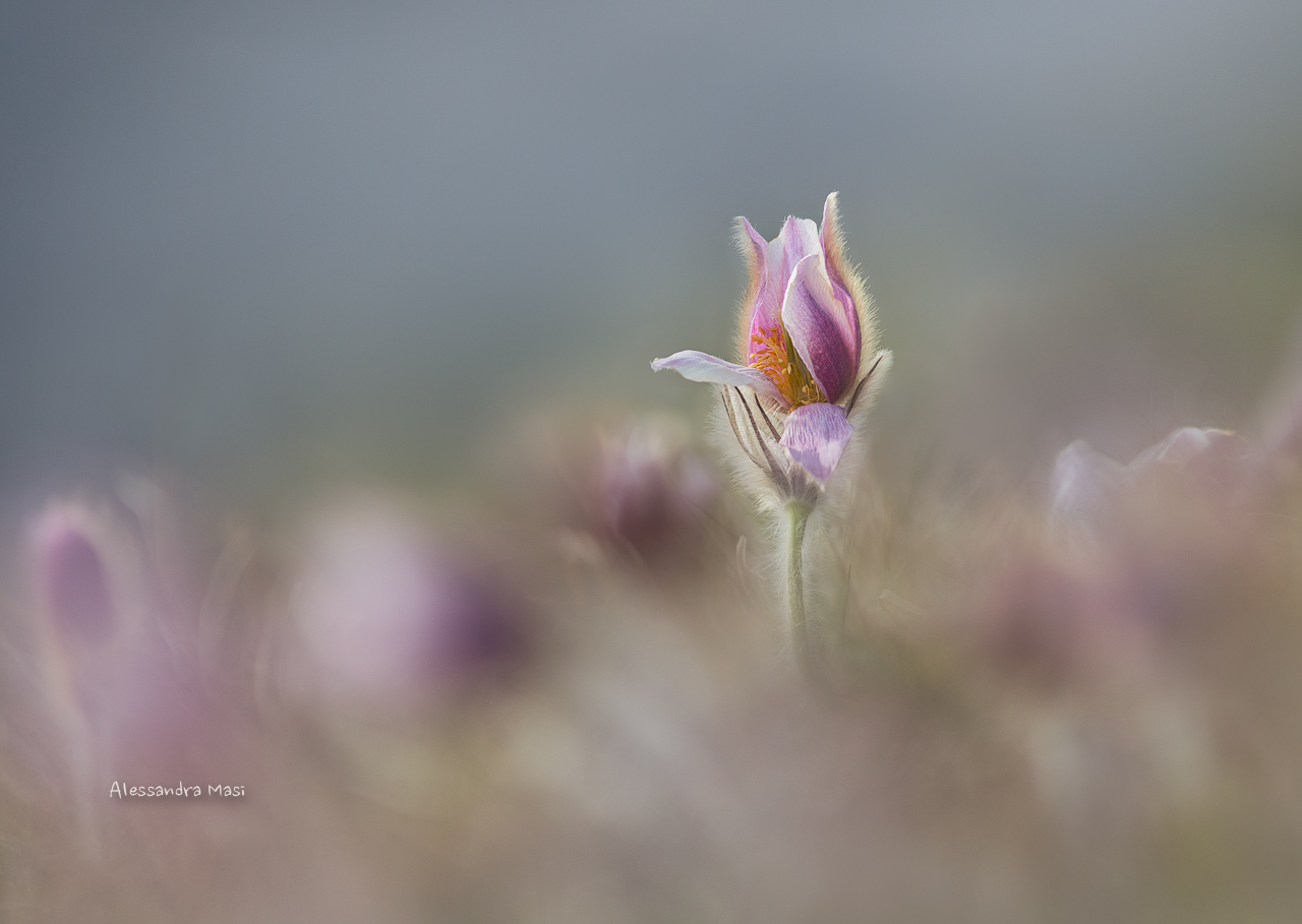 Pulsatilla vernalis