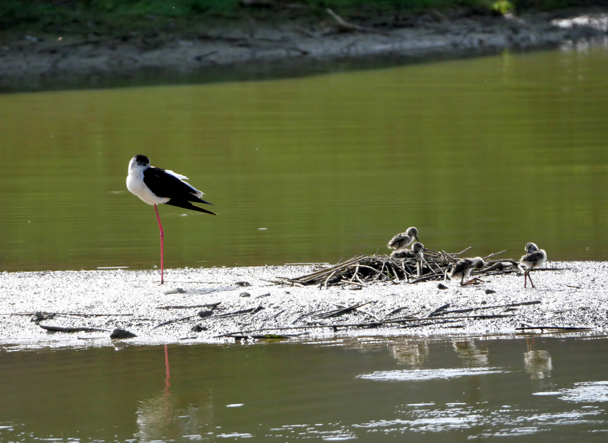 Under the watchful eye