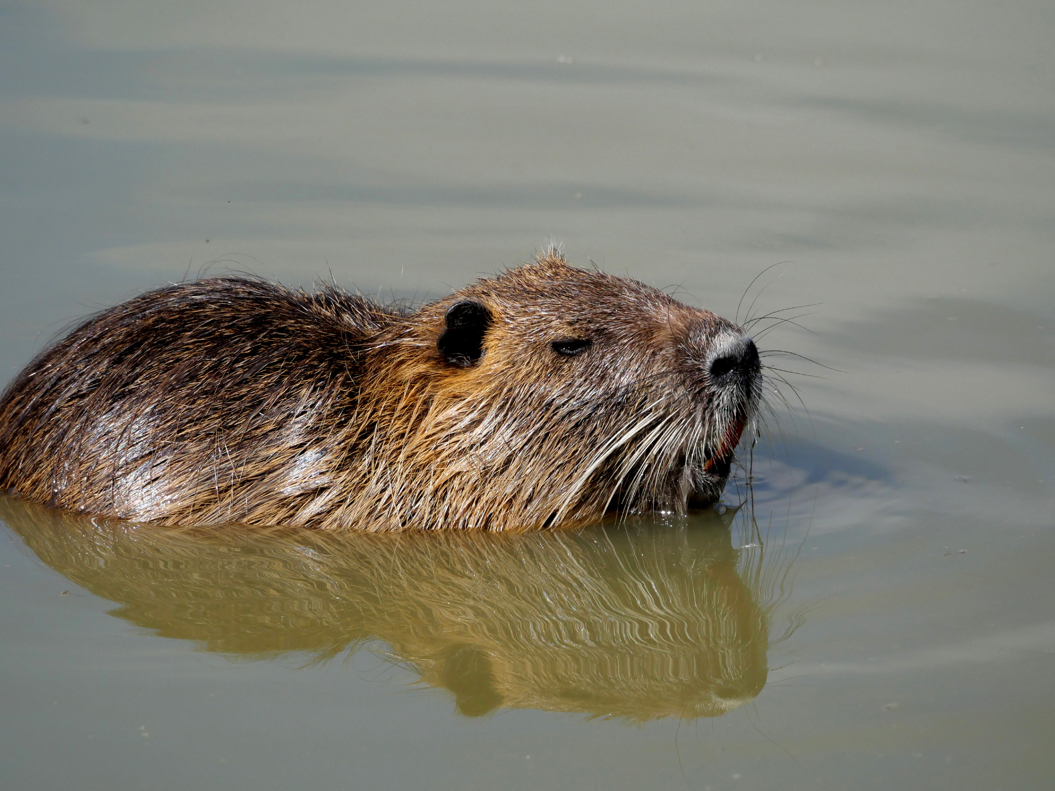 L'amica nutria