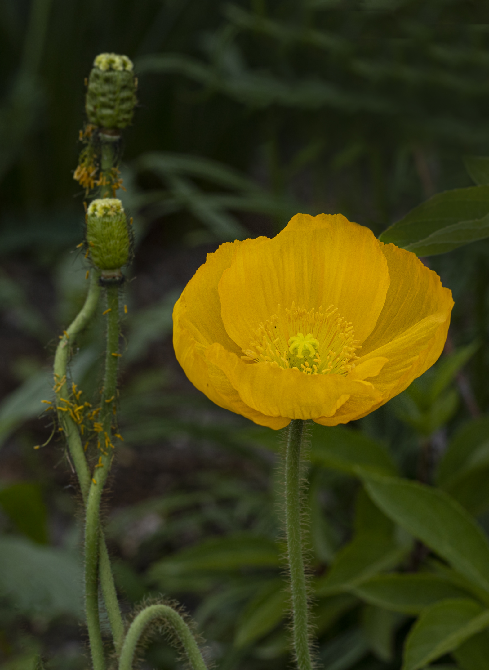 Yellow Poppy