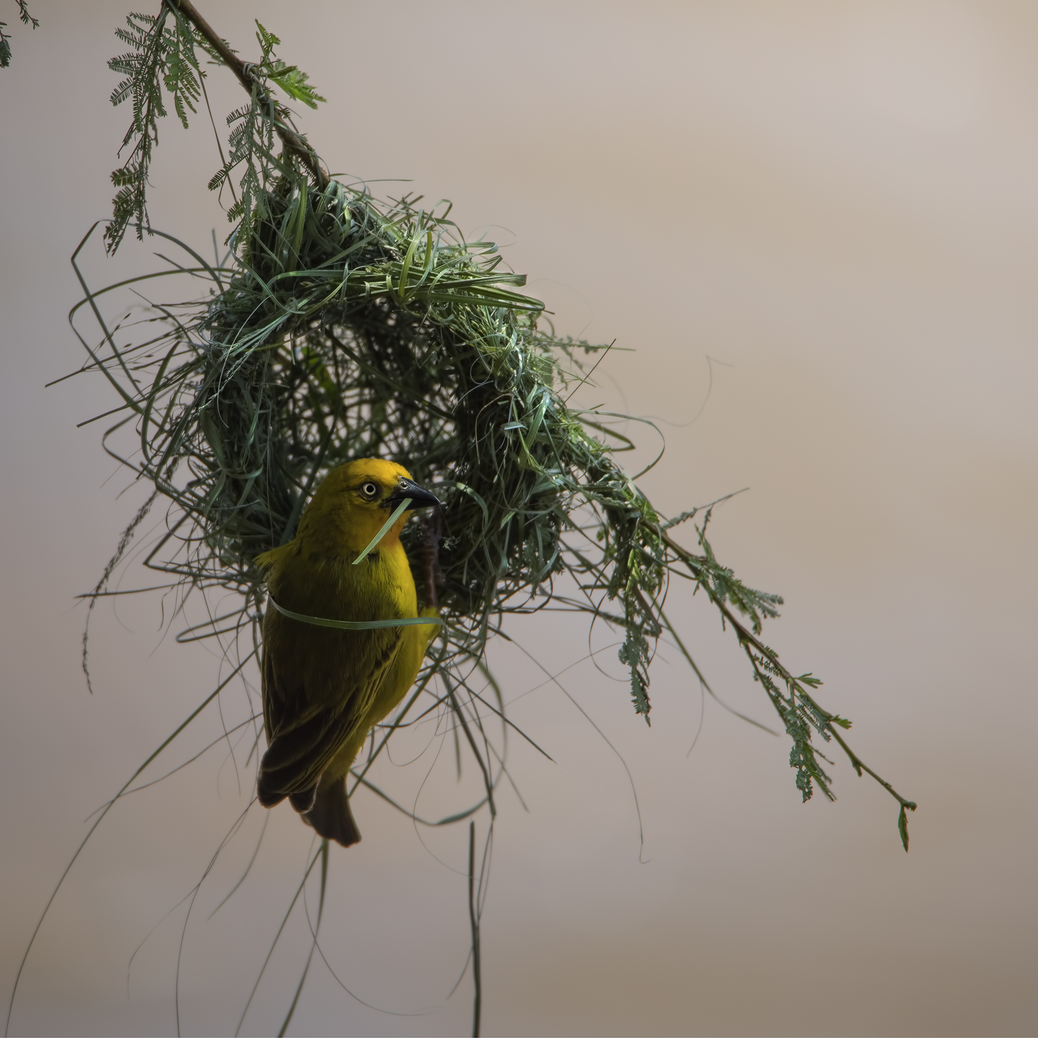 Nest overlooking the Mara River