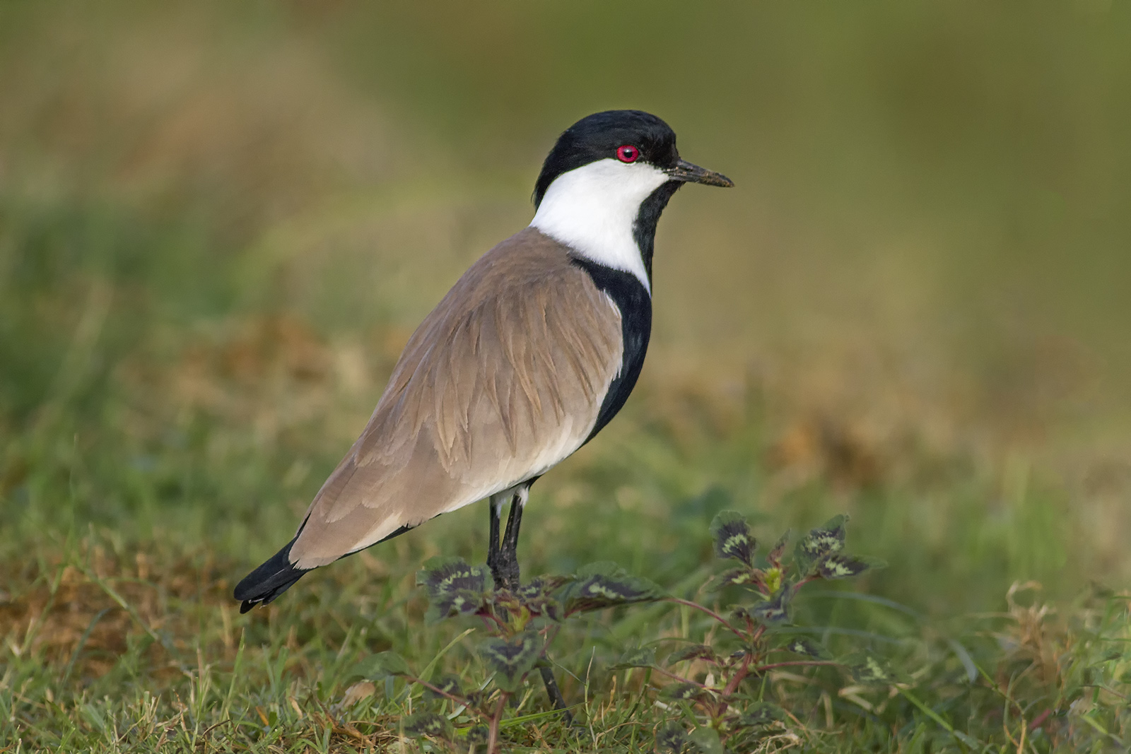 Spur-winged lapwing