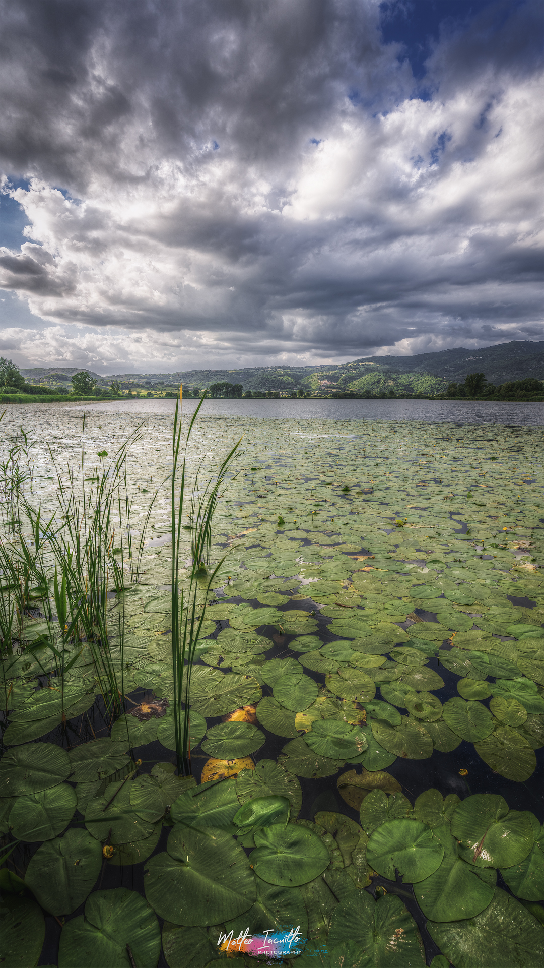 Water lilies - Long Lake
