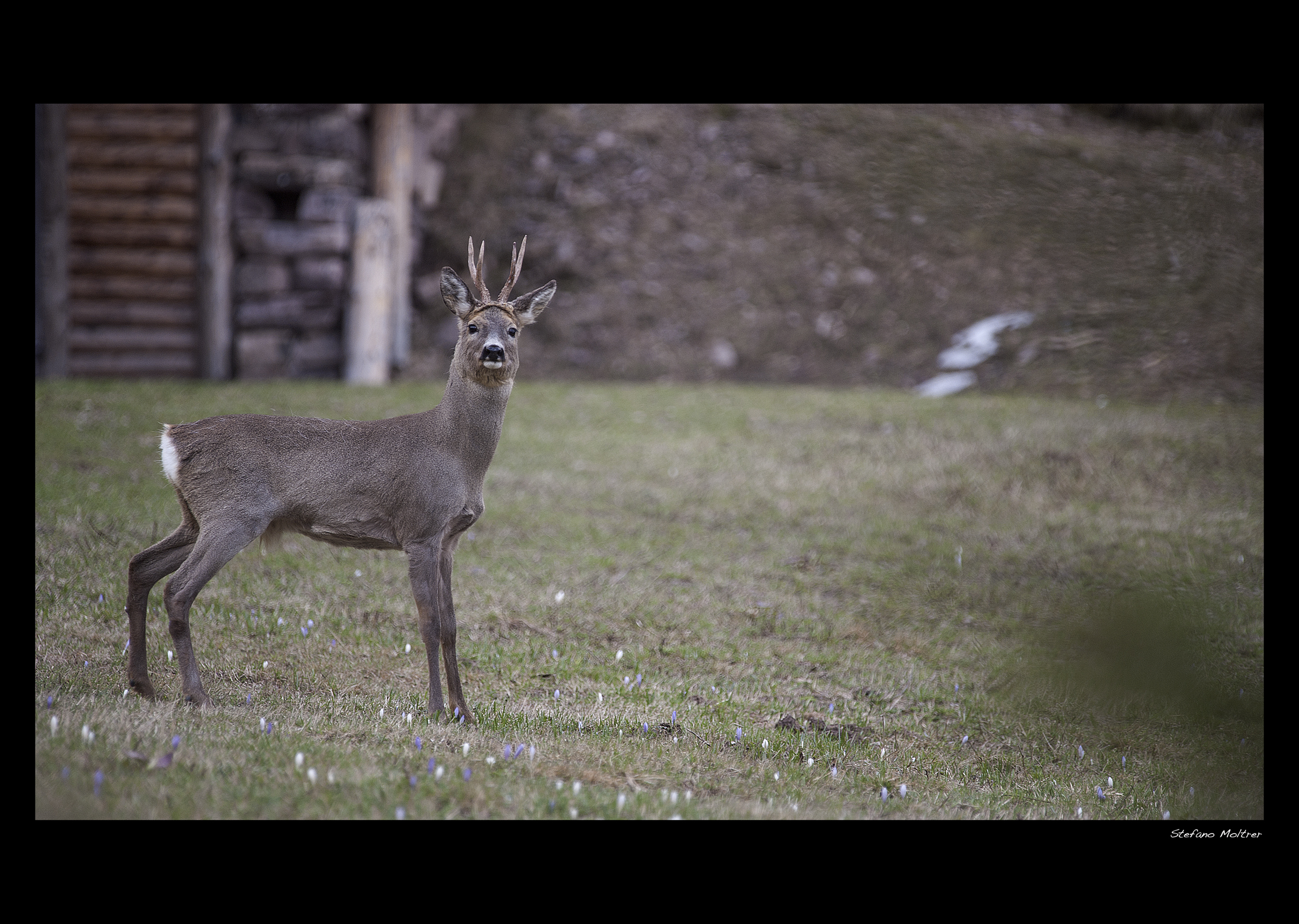 Rehpock en langes ... Roe in Spring