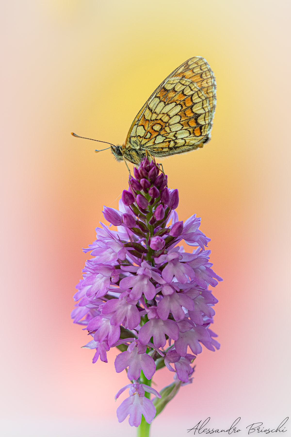 Treasures of the Curone