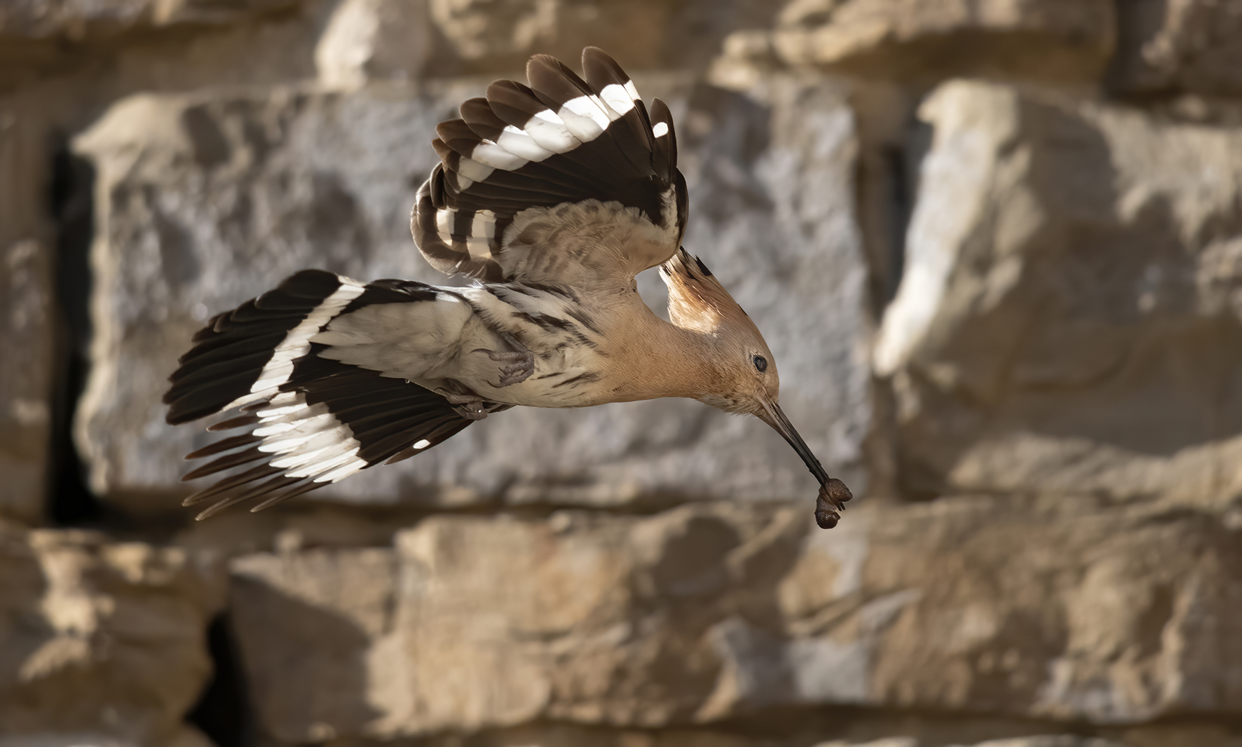 female upupa with tipulide larva