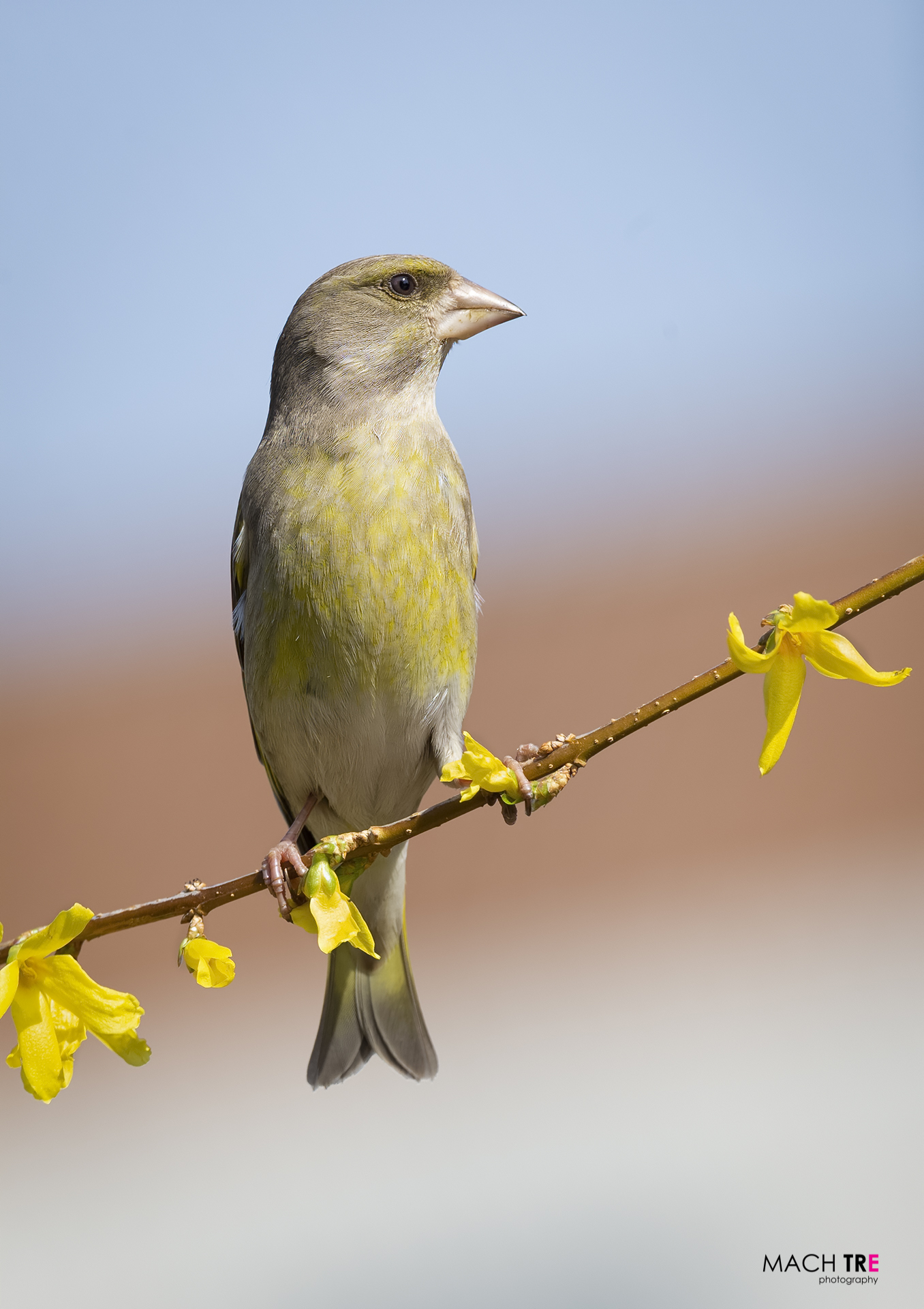 Verdone (Chloris chloris)