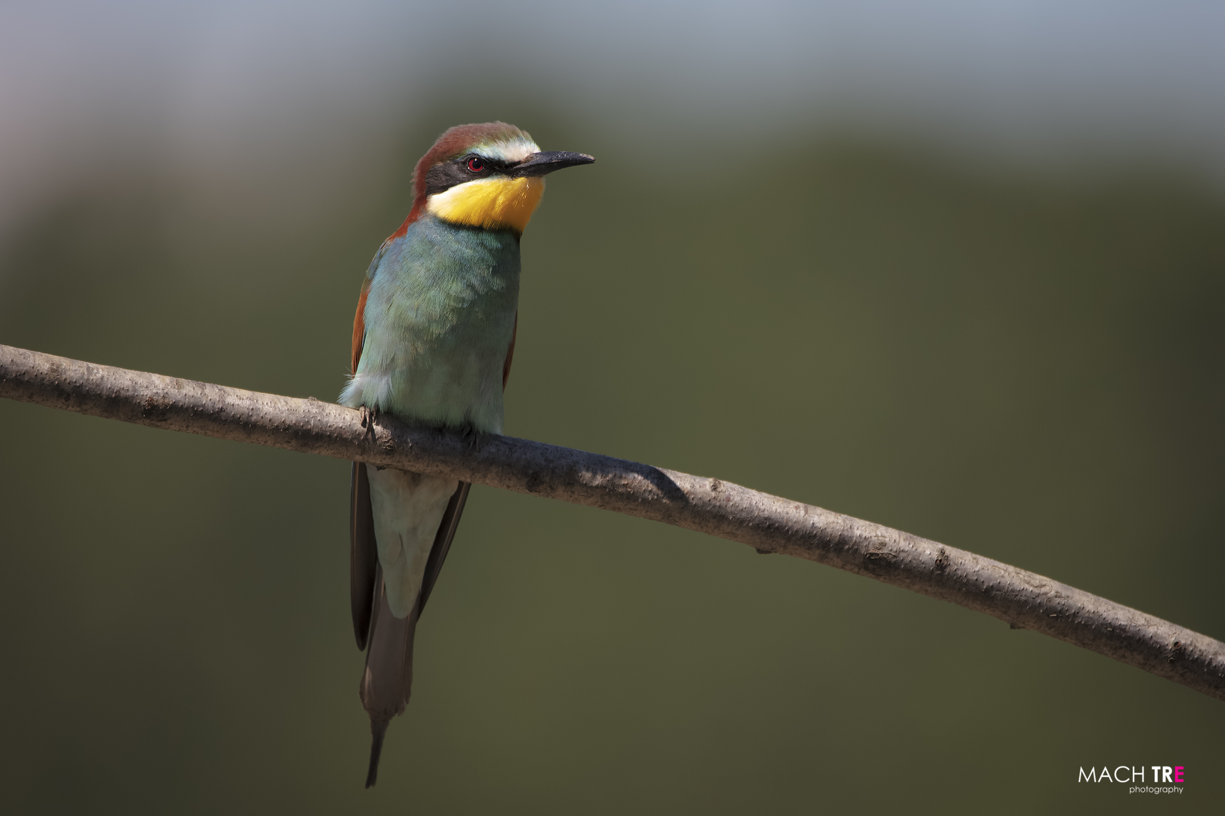 Bee-eater