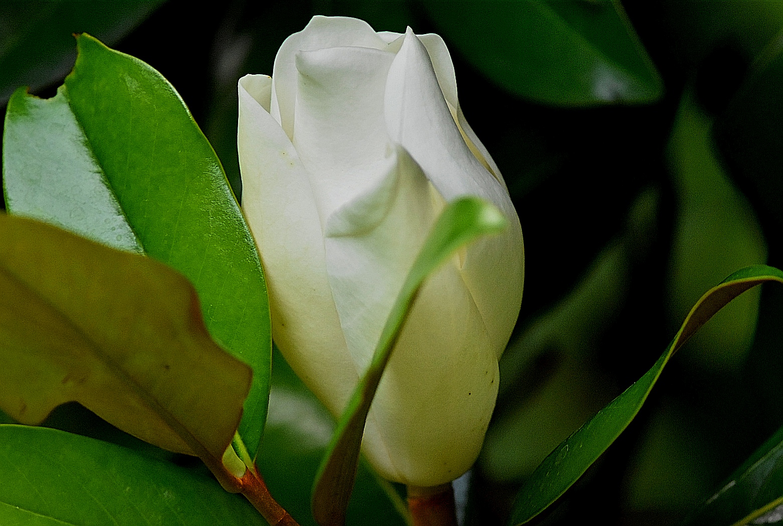 Magnolia Flower