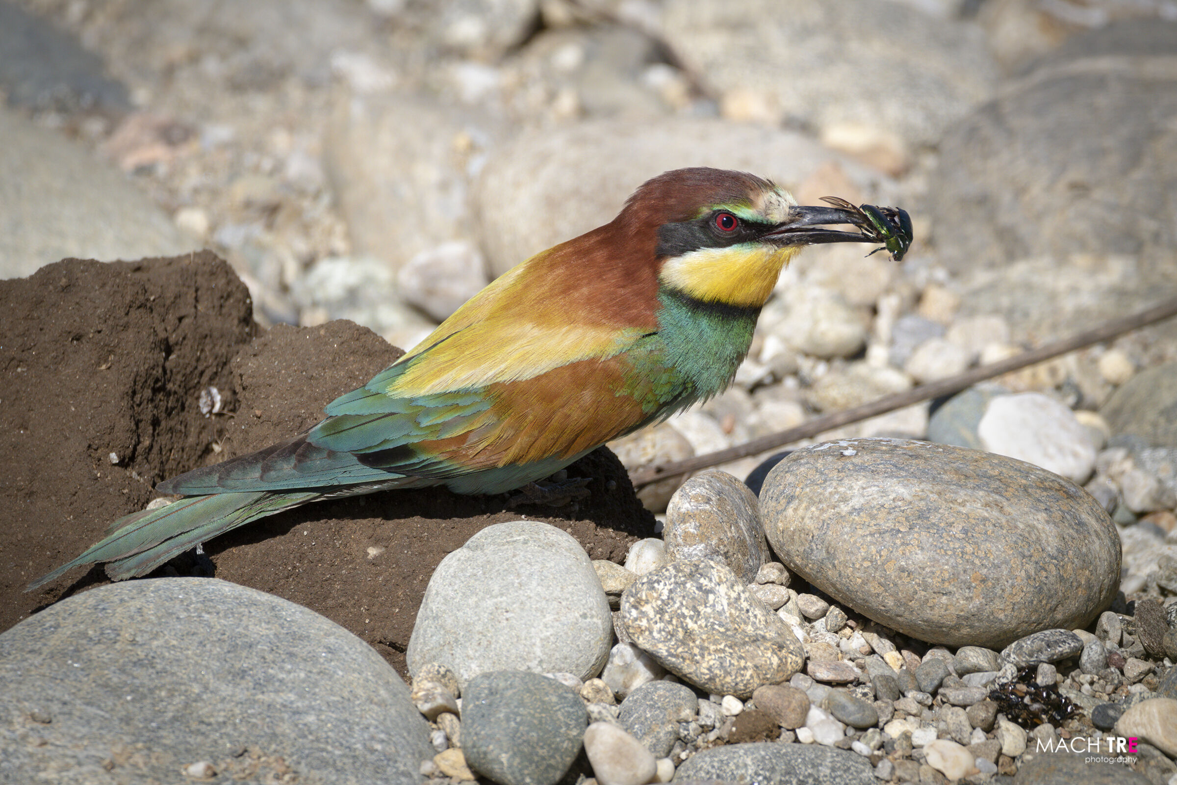 Bee-eater