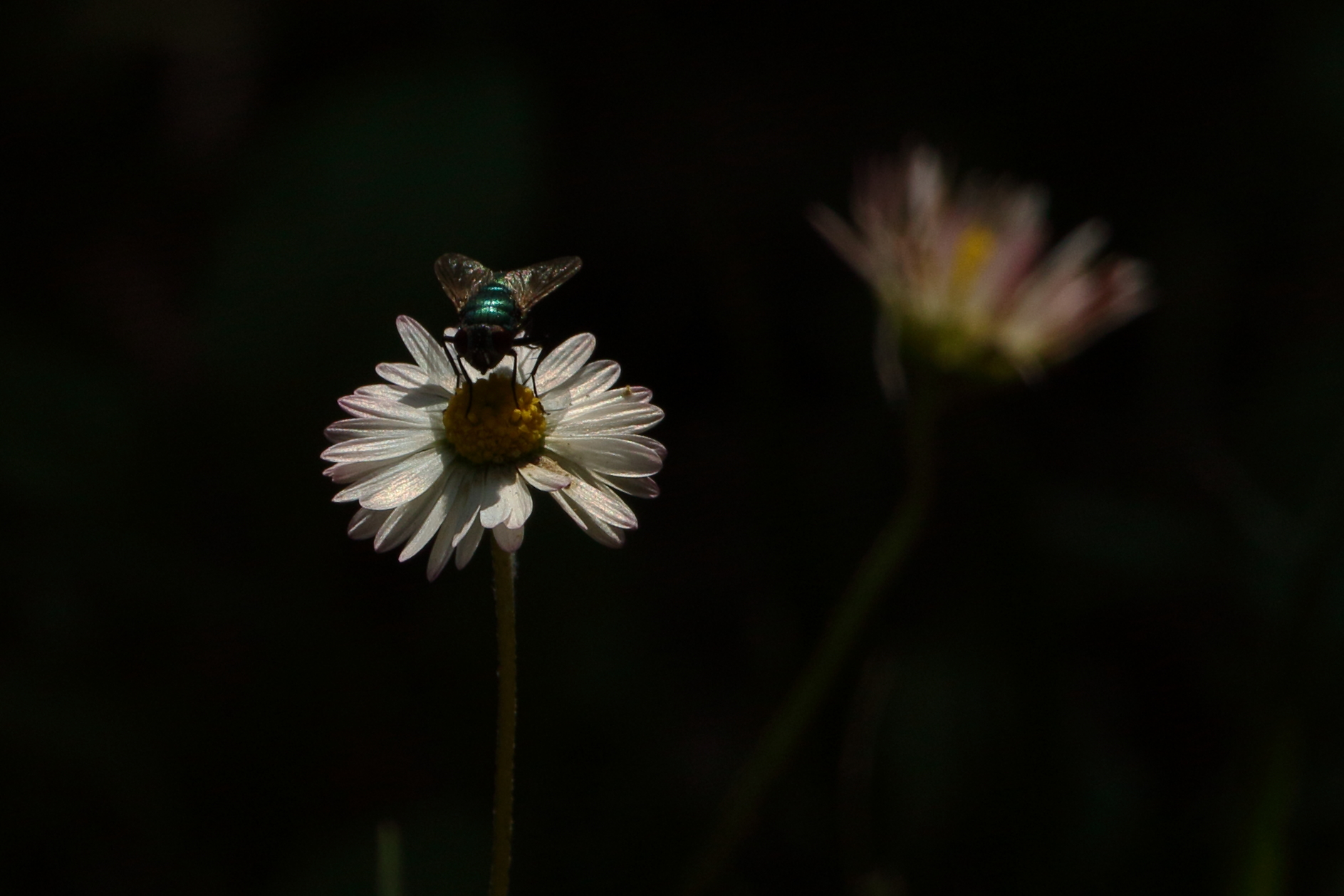 resting on the daisy