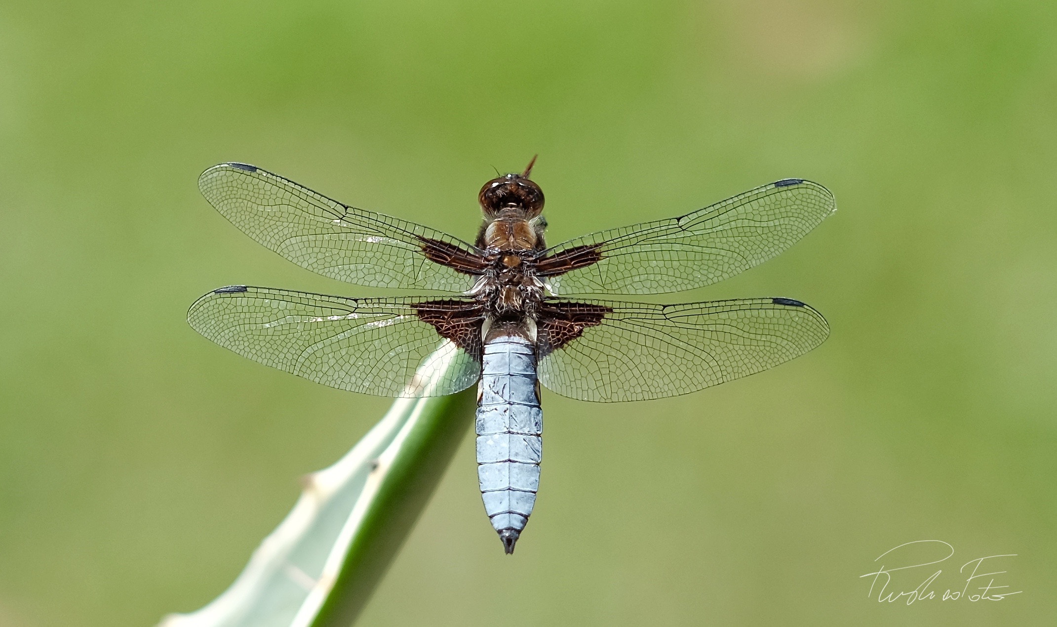 Libellula Depressa