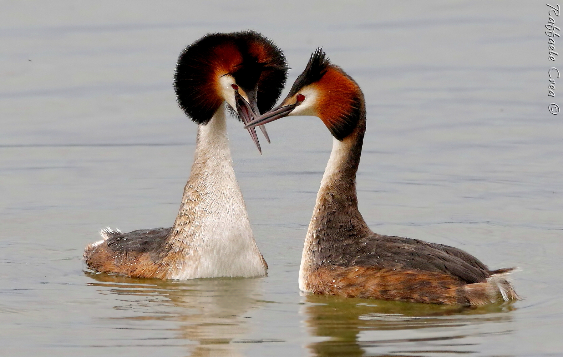 Svassi Major: Courtship