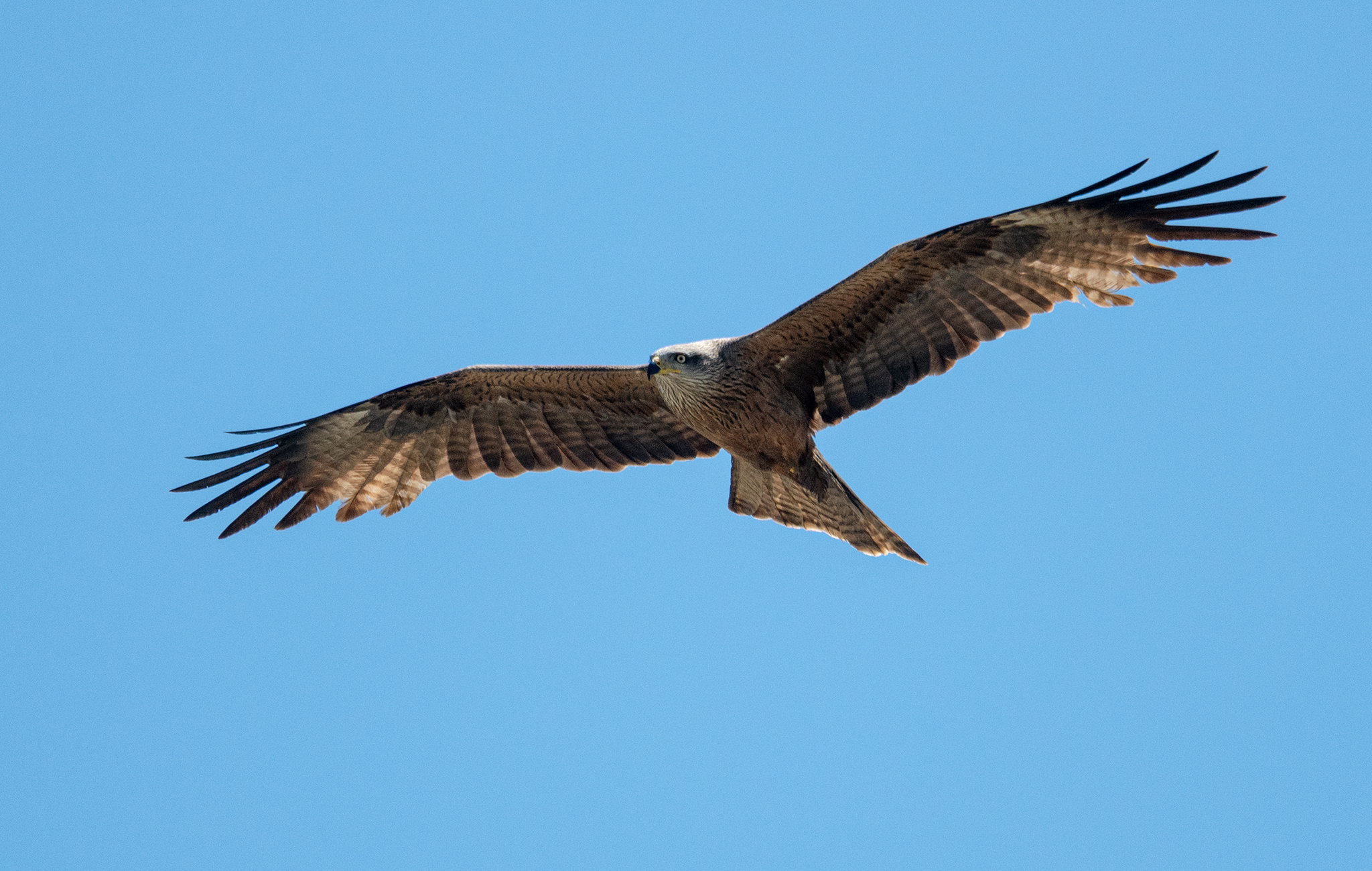 black kite