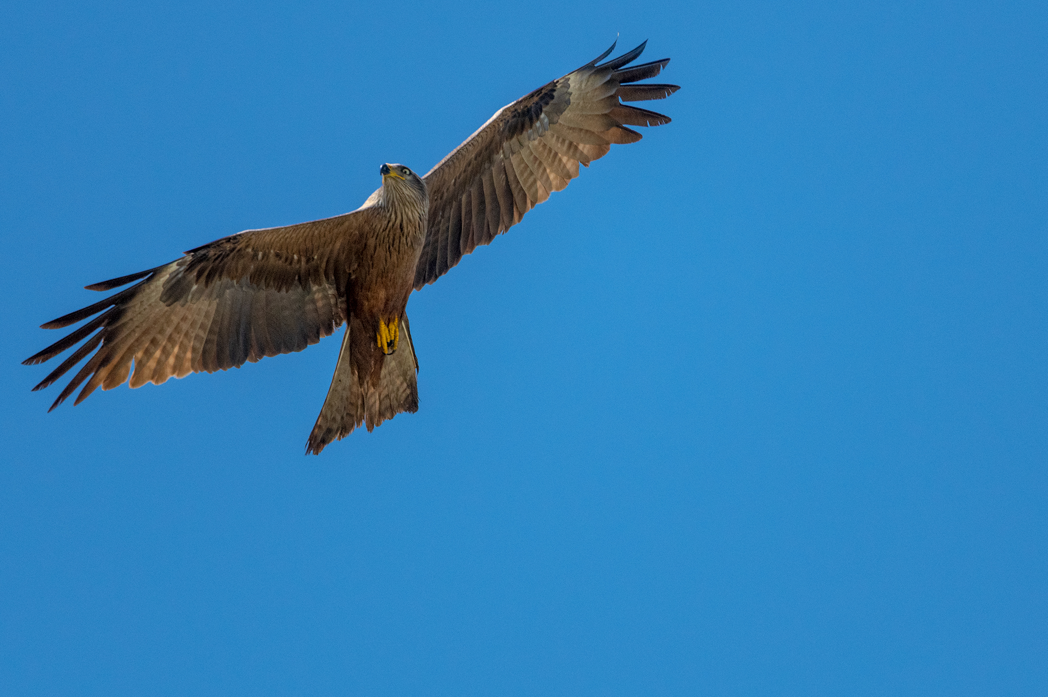 black kite