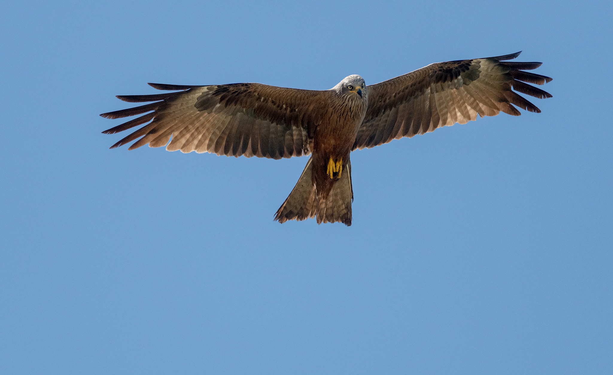 black kite