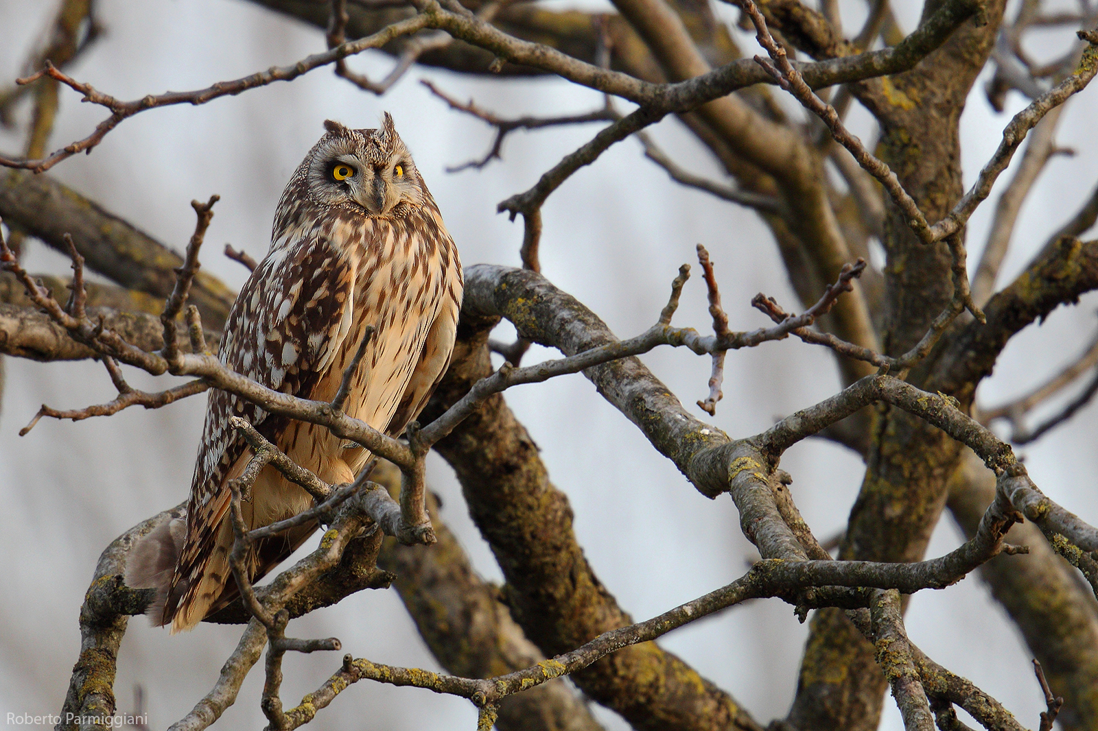 Il gufo e intrico di rami