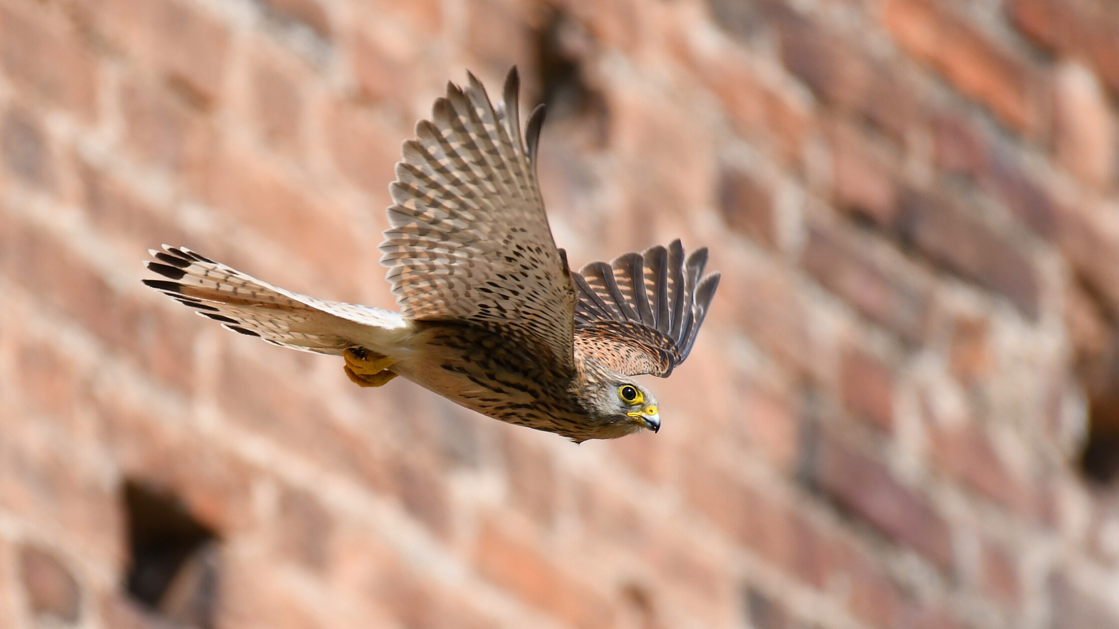 Free flight