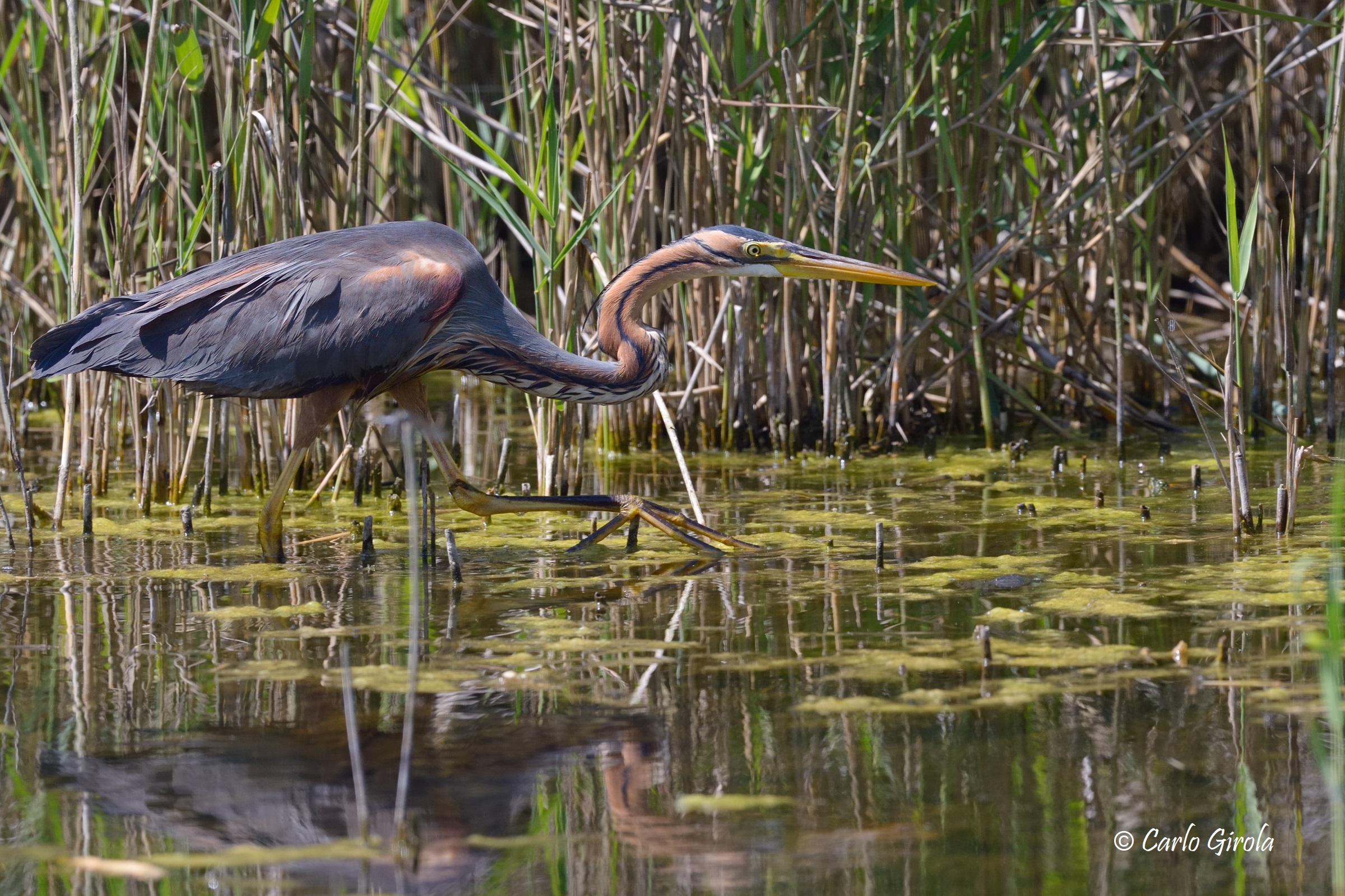 Airone rosso (Ardea purpurea)