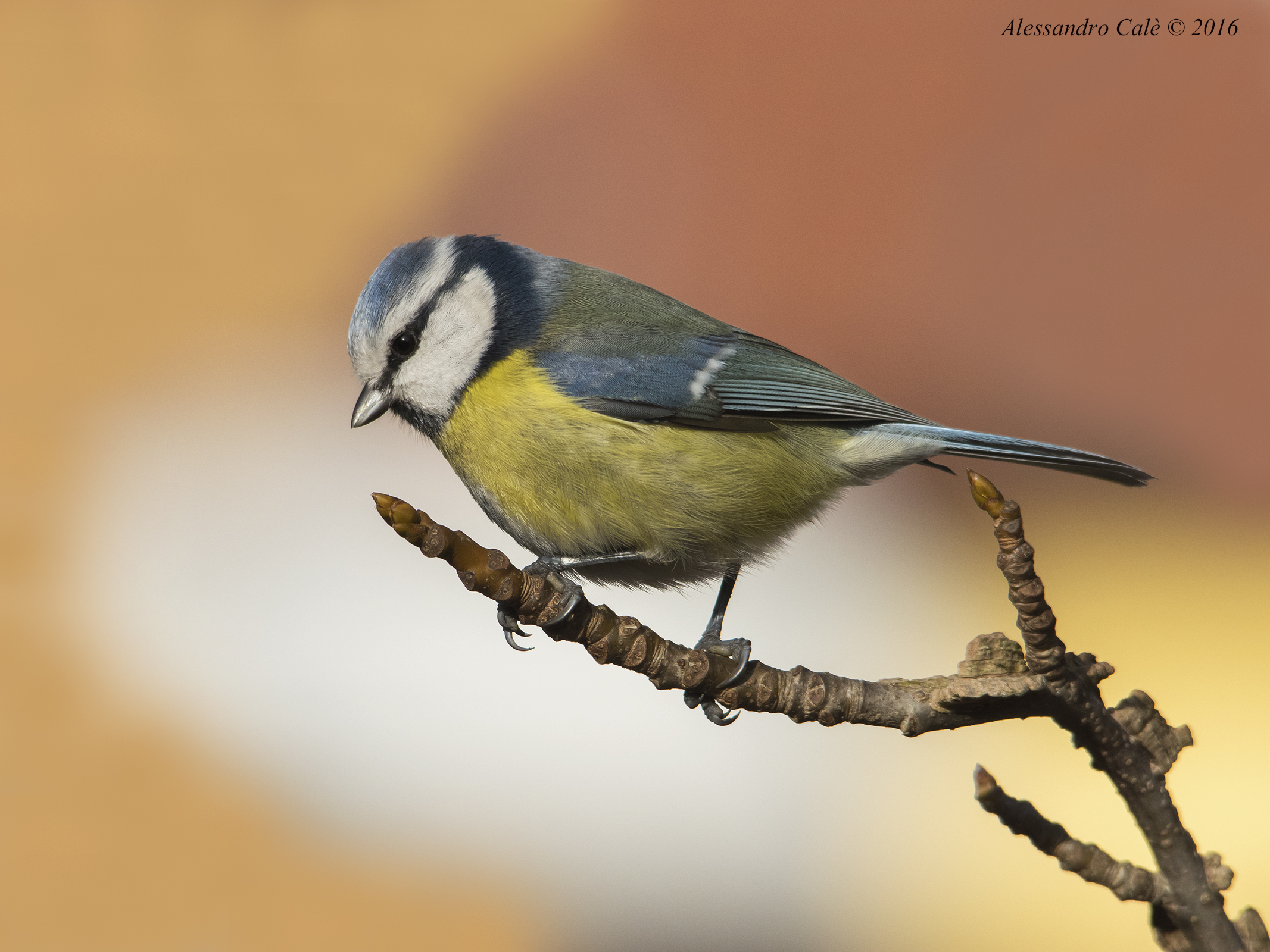 Cyanistes caeruleus (Cinciarella) 7971