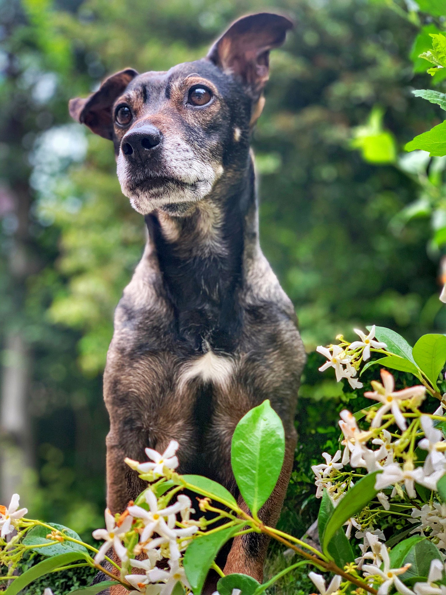 Dog Model