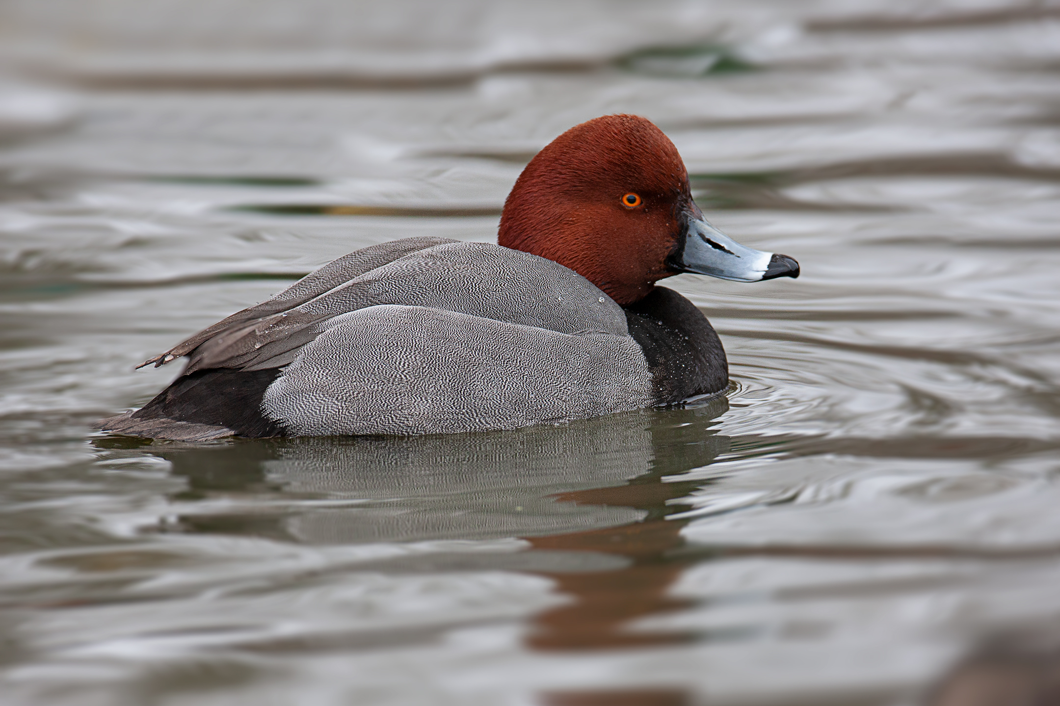 Redhead Duck