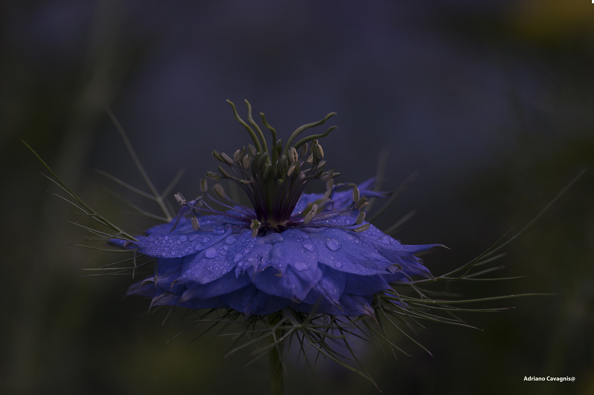 Terza Nigella