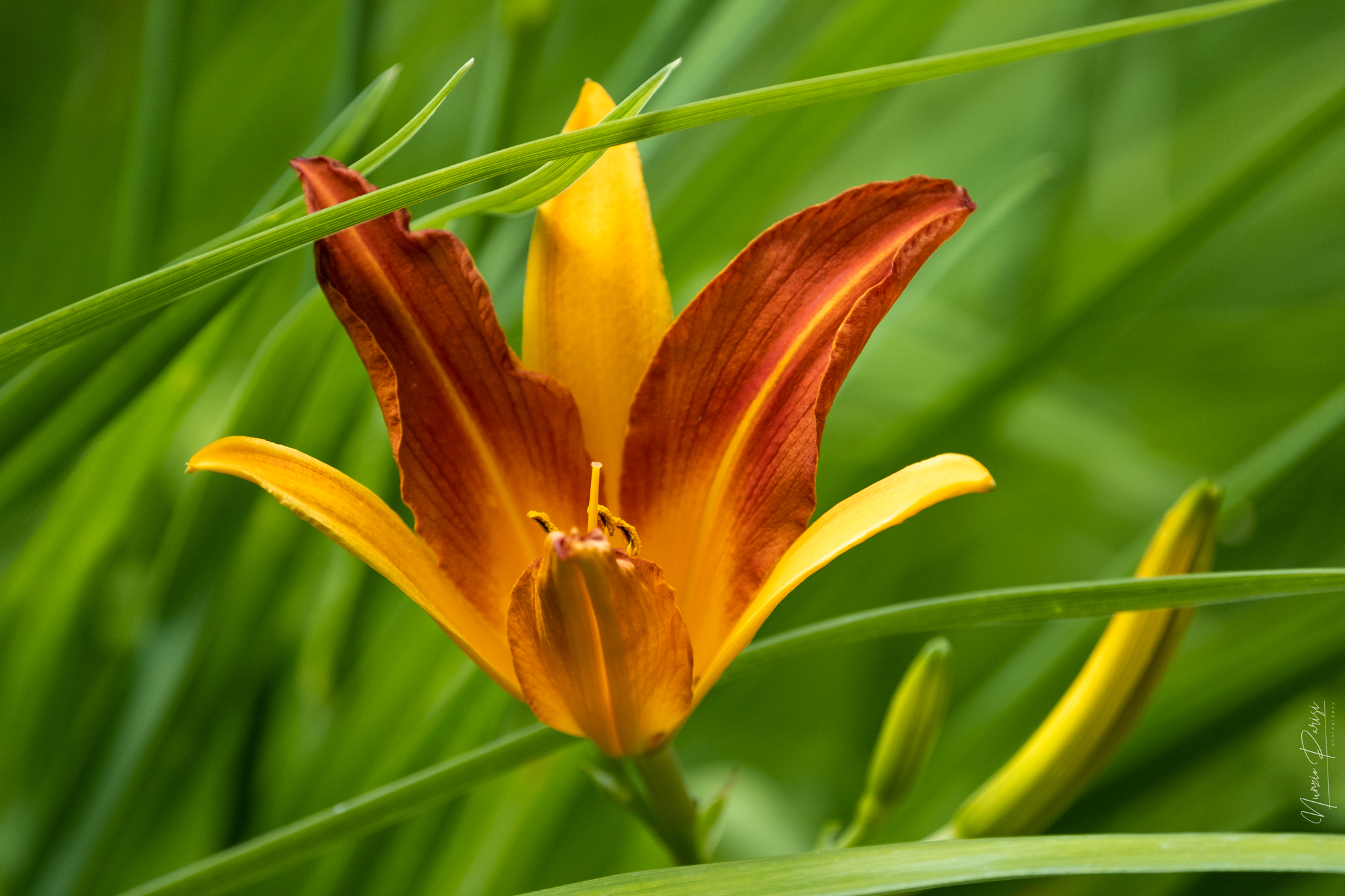 Fiore