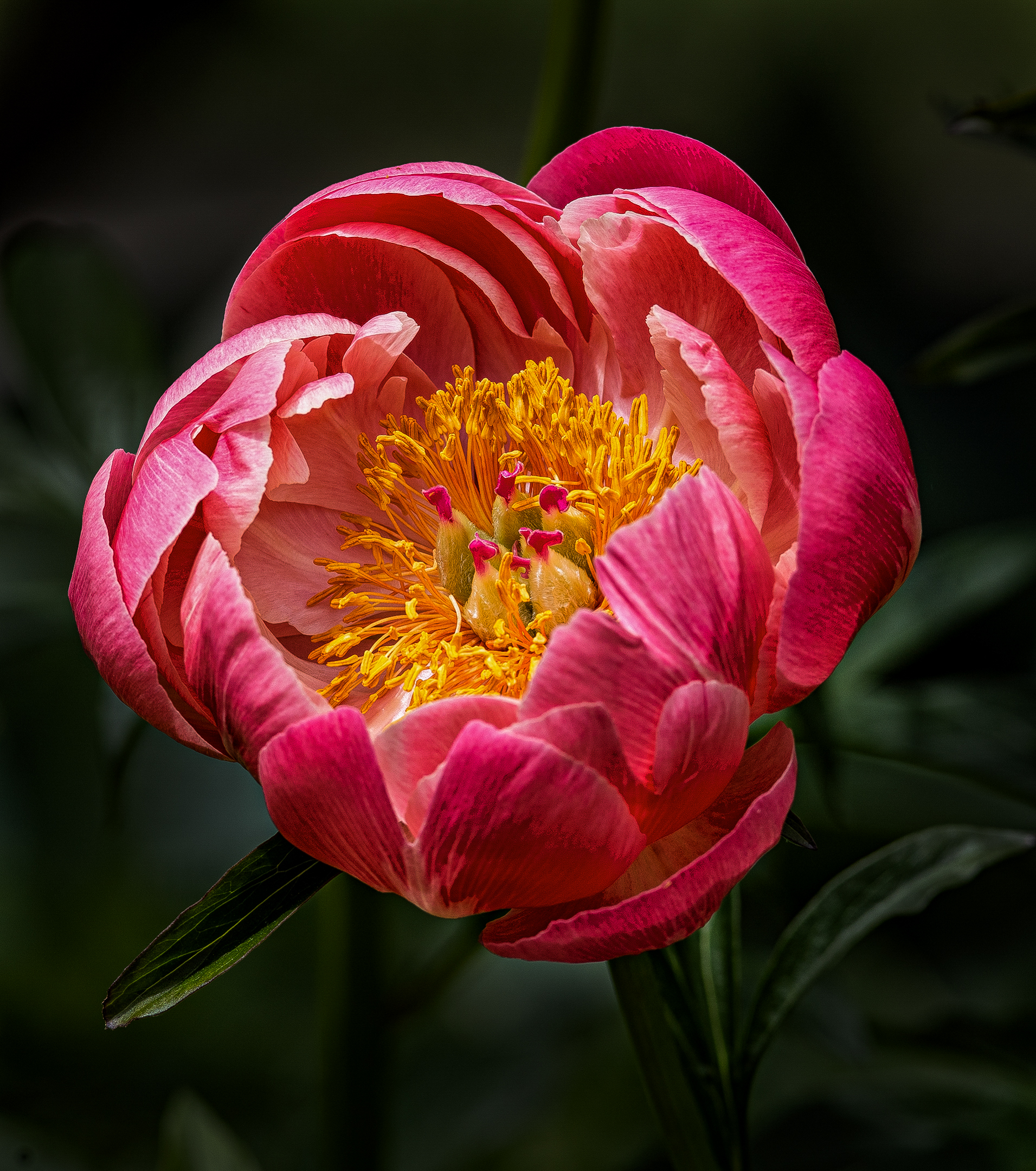 Coral Sunset-Peony.